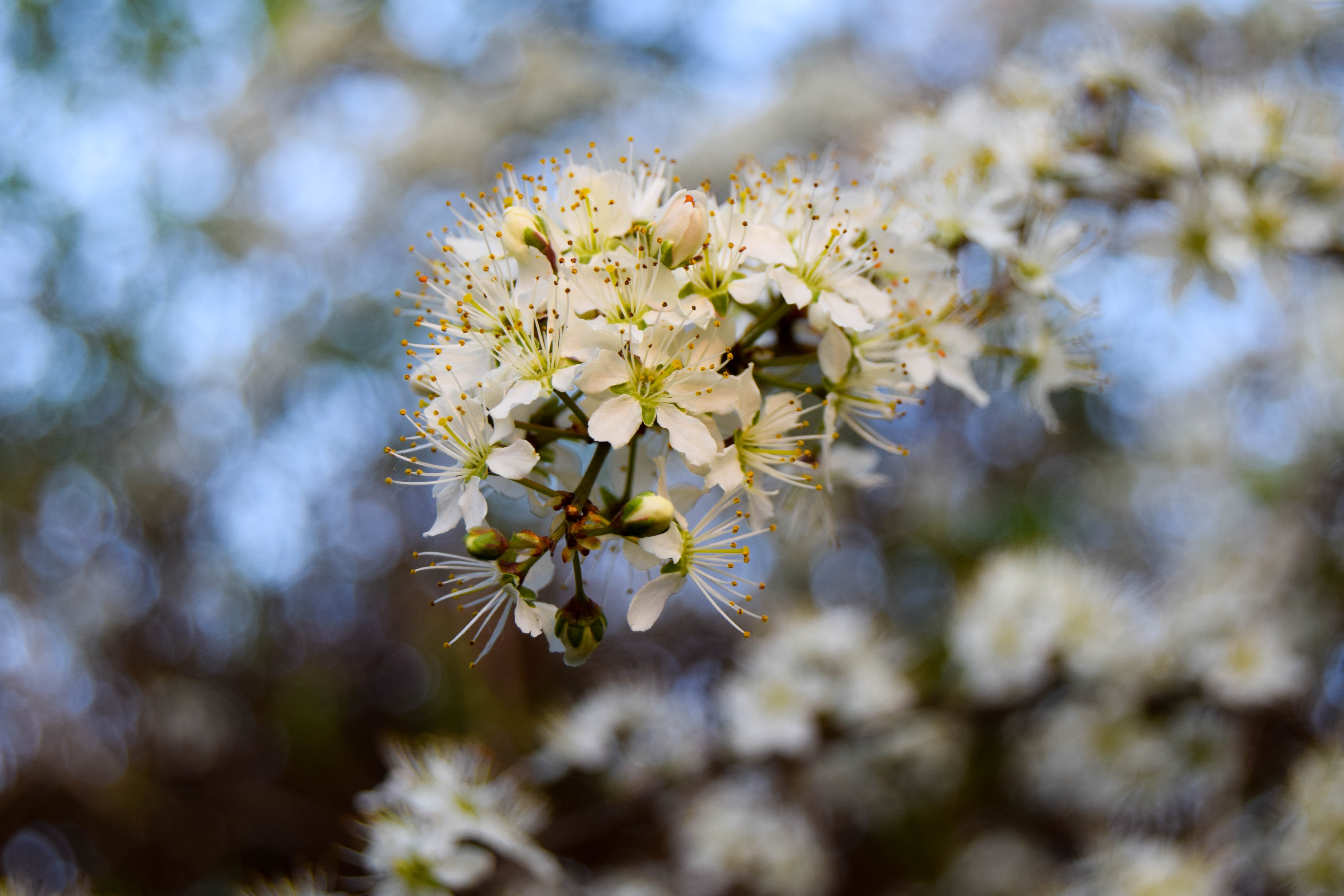 Spring white Flowers blooming free image download