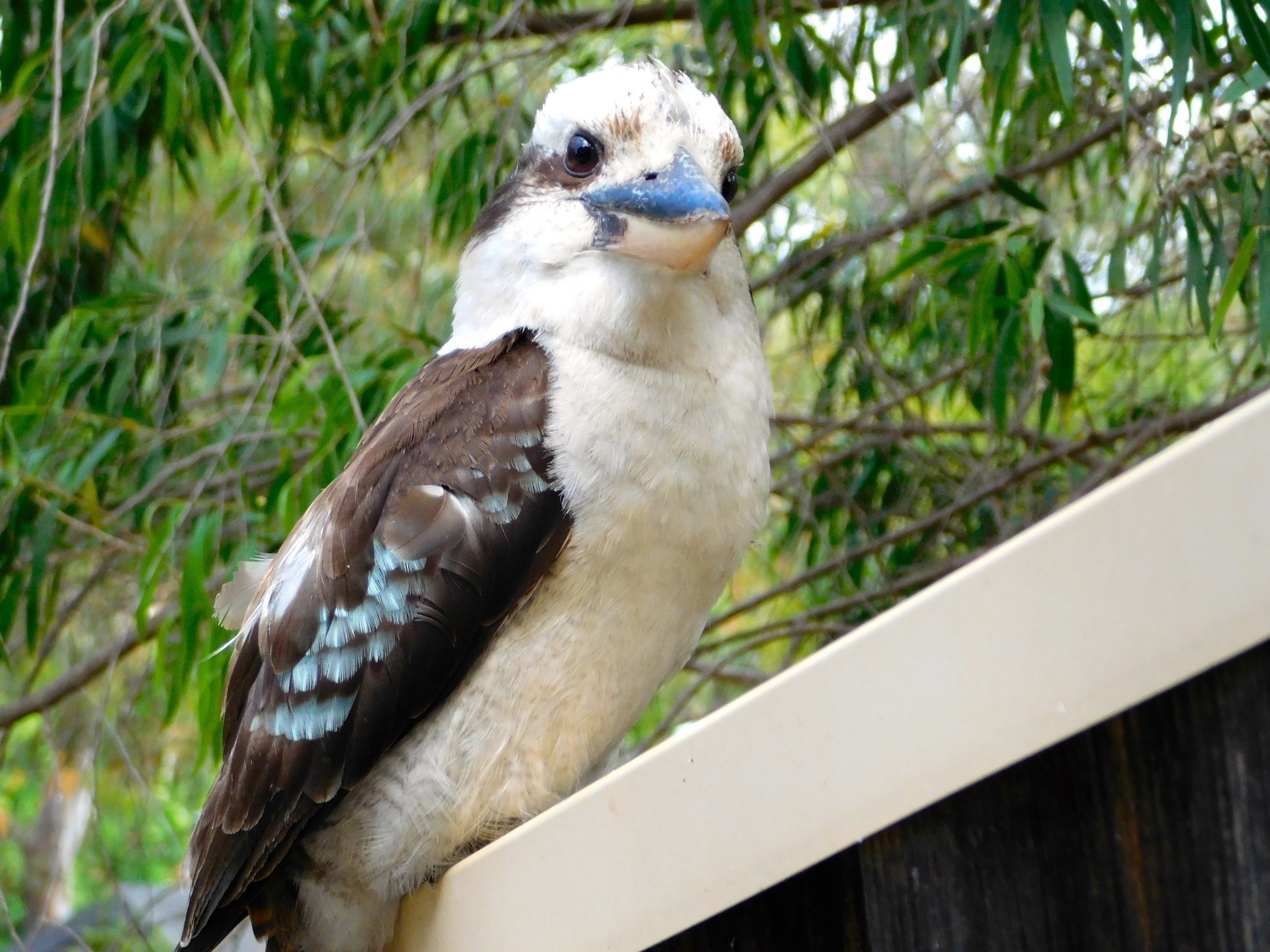 Kookaburra Bird Perched free image download