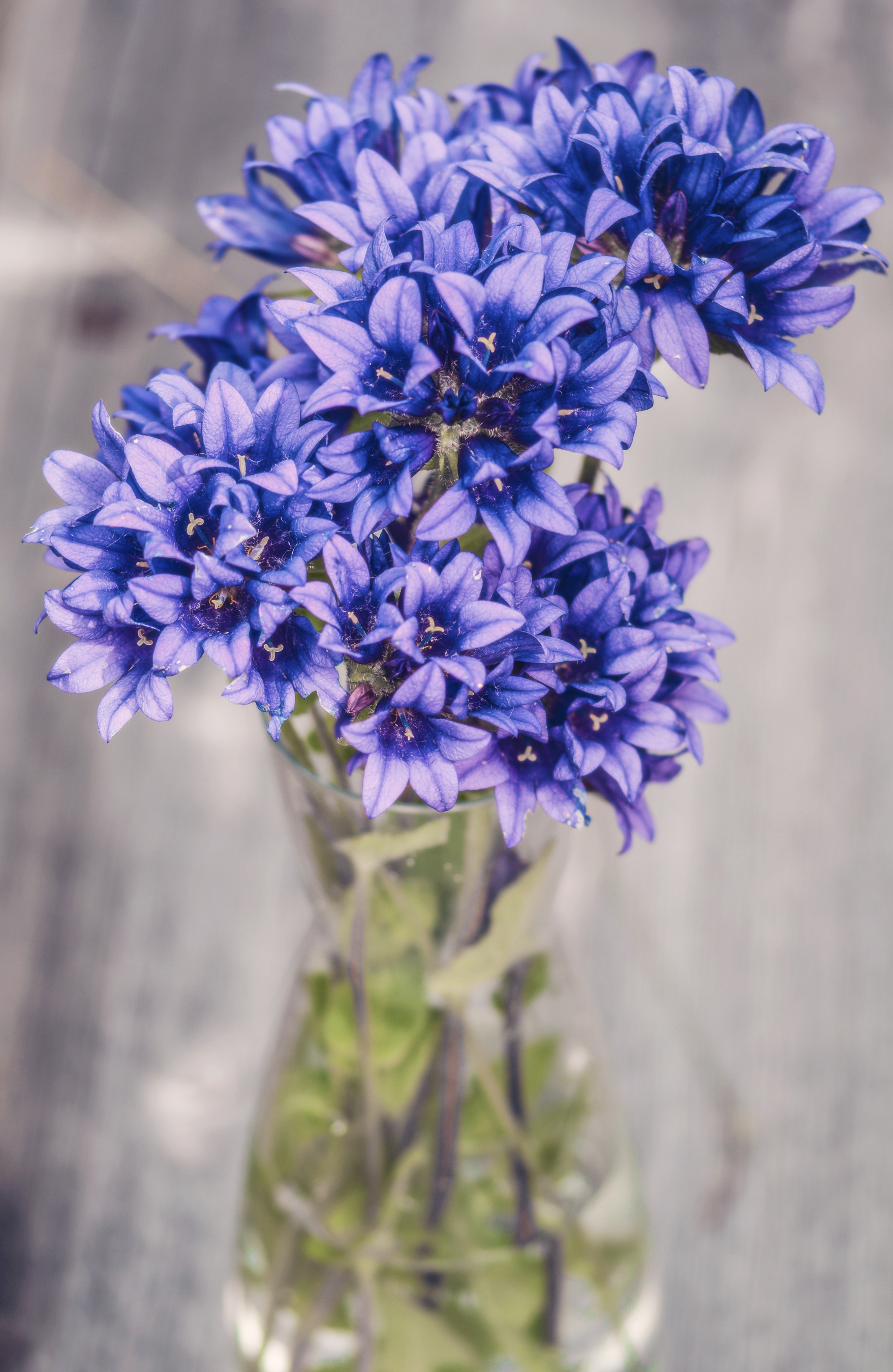 Flowers Purple Blue free image download