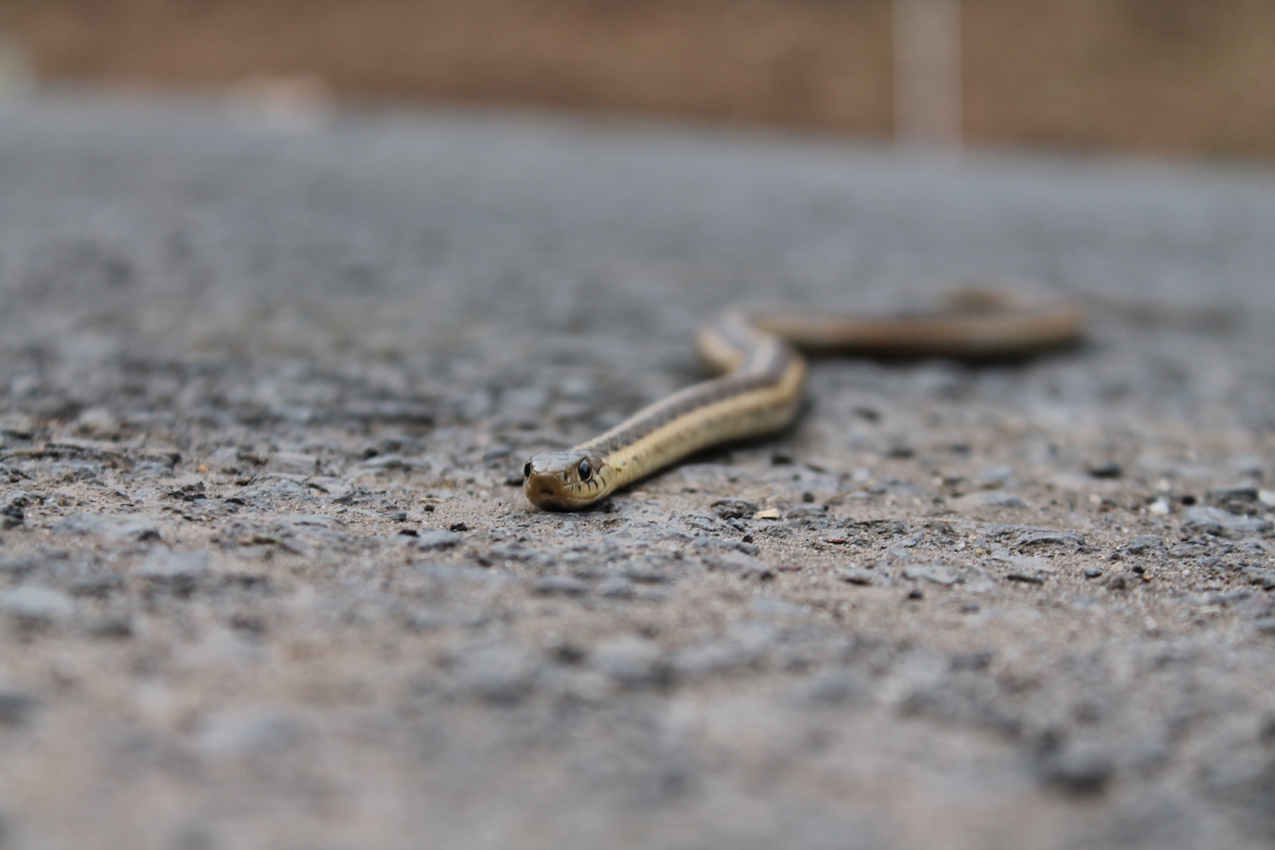 Snake Gravel Animal on road free image download