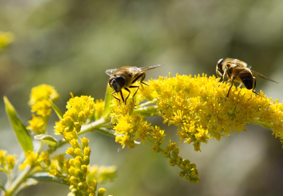 Bees Insect yellow flowers free image download