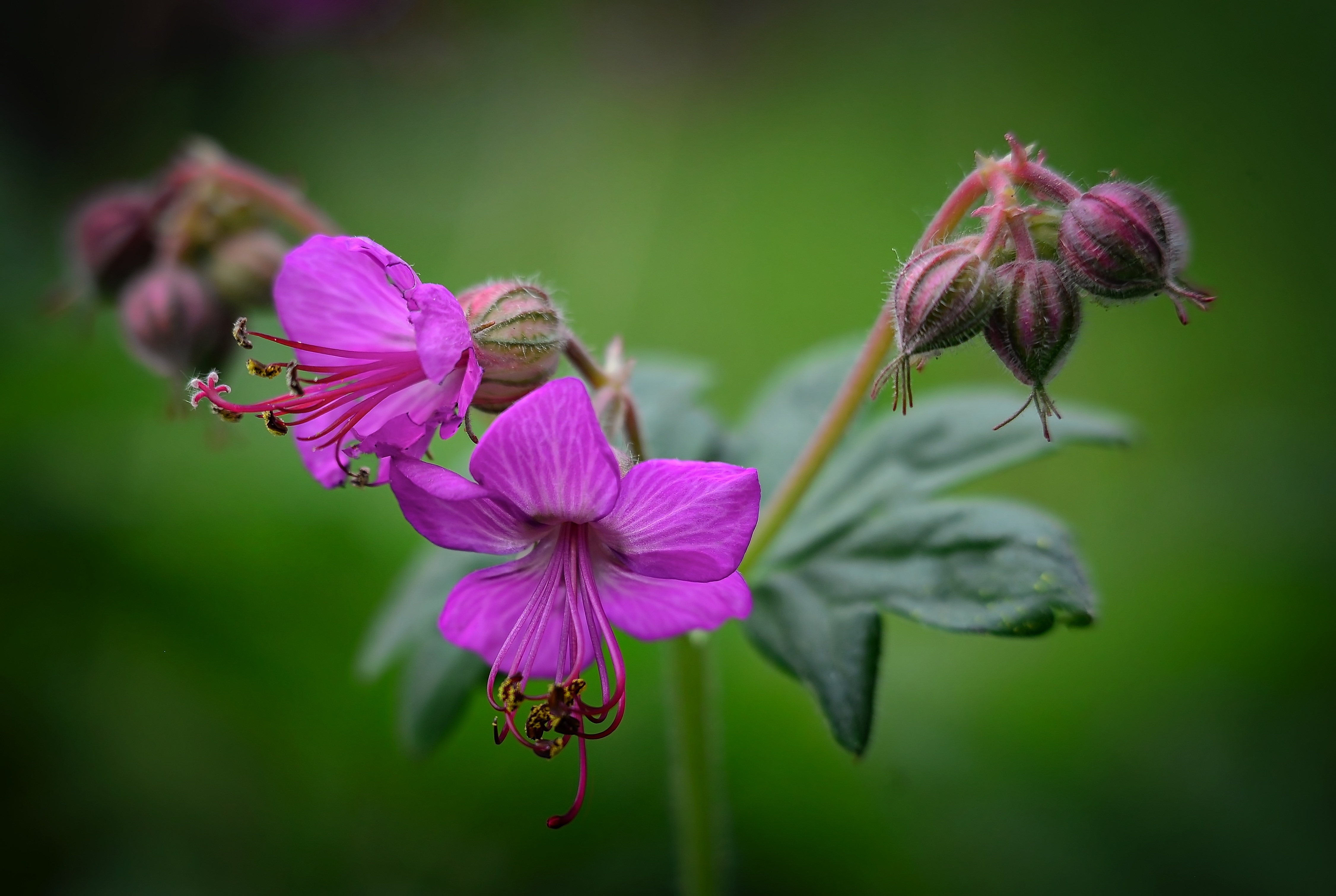 Geranium Flowers Garden Rose free image download