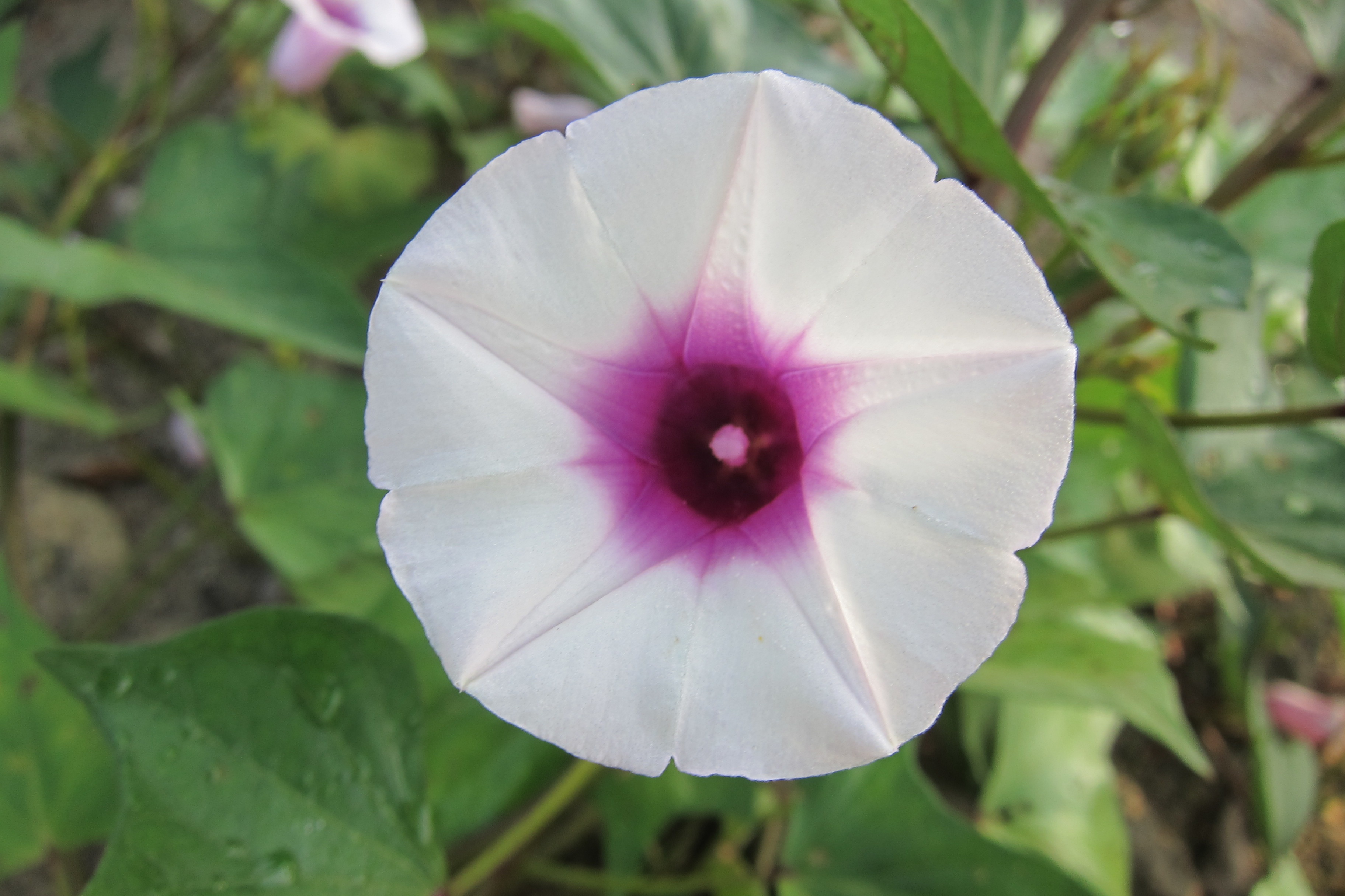 Morning Glory Flower Purple free image download