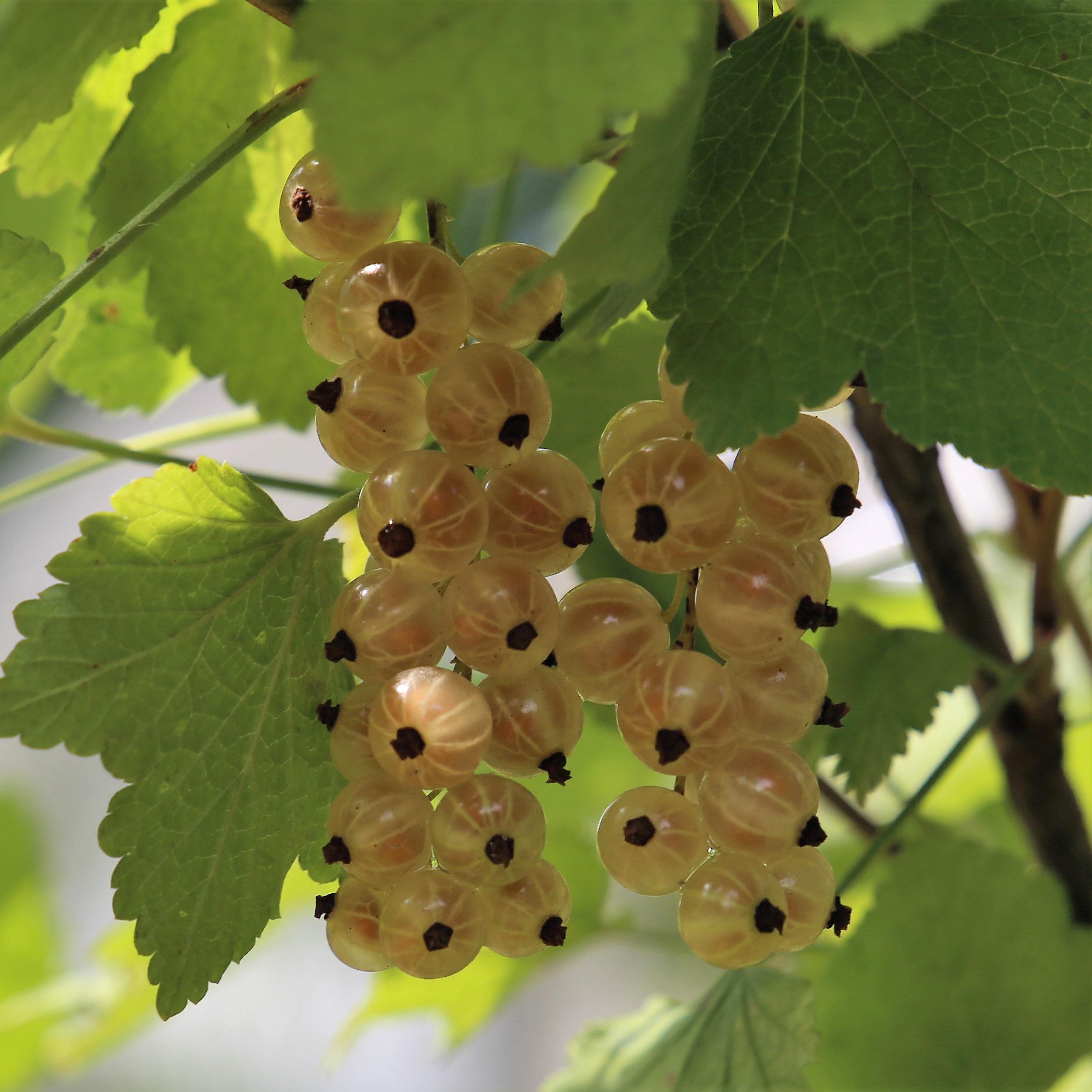 Currant Summer Berry free image download