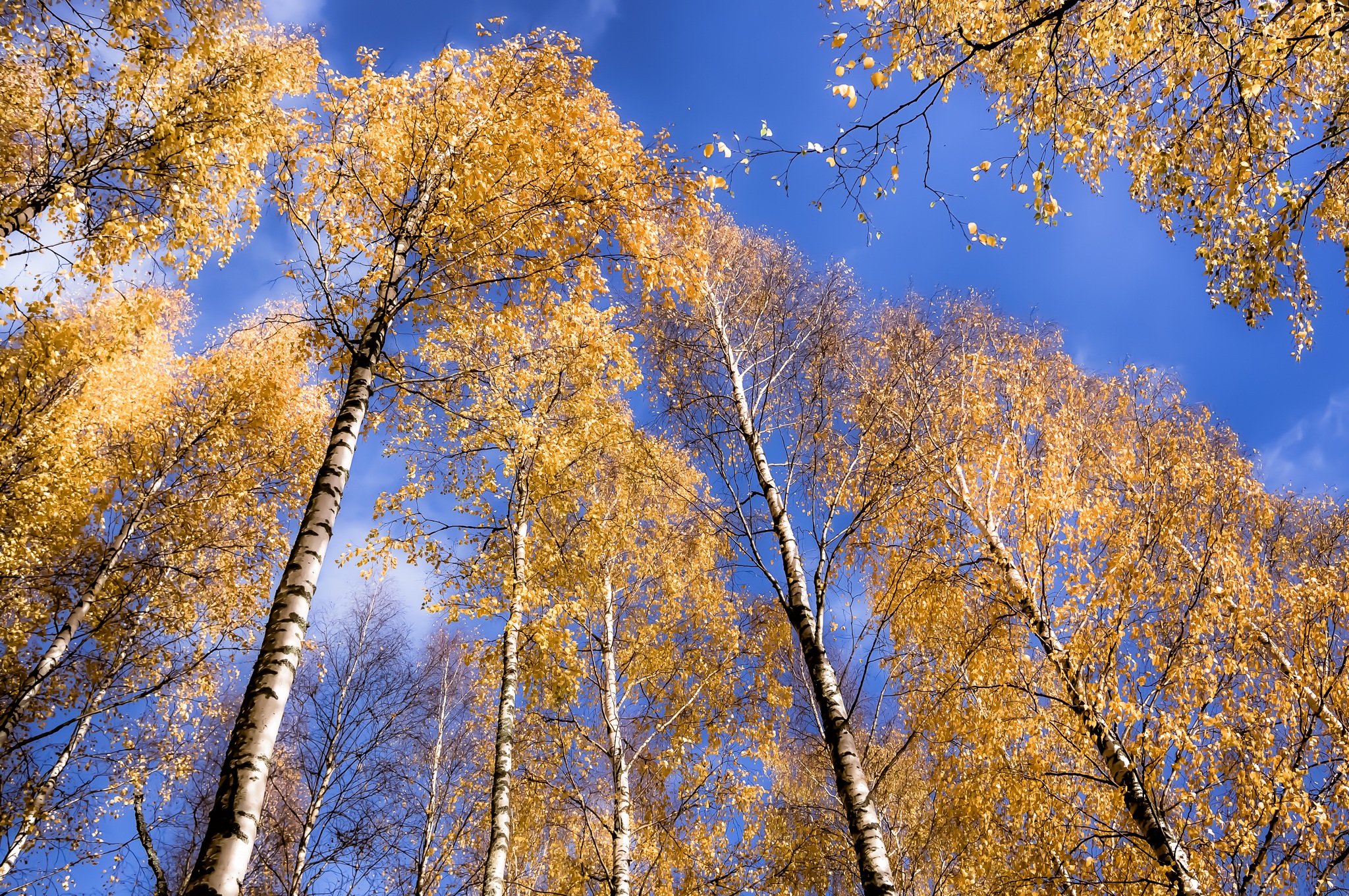 Birch Forest Sky free image download
