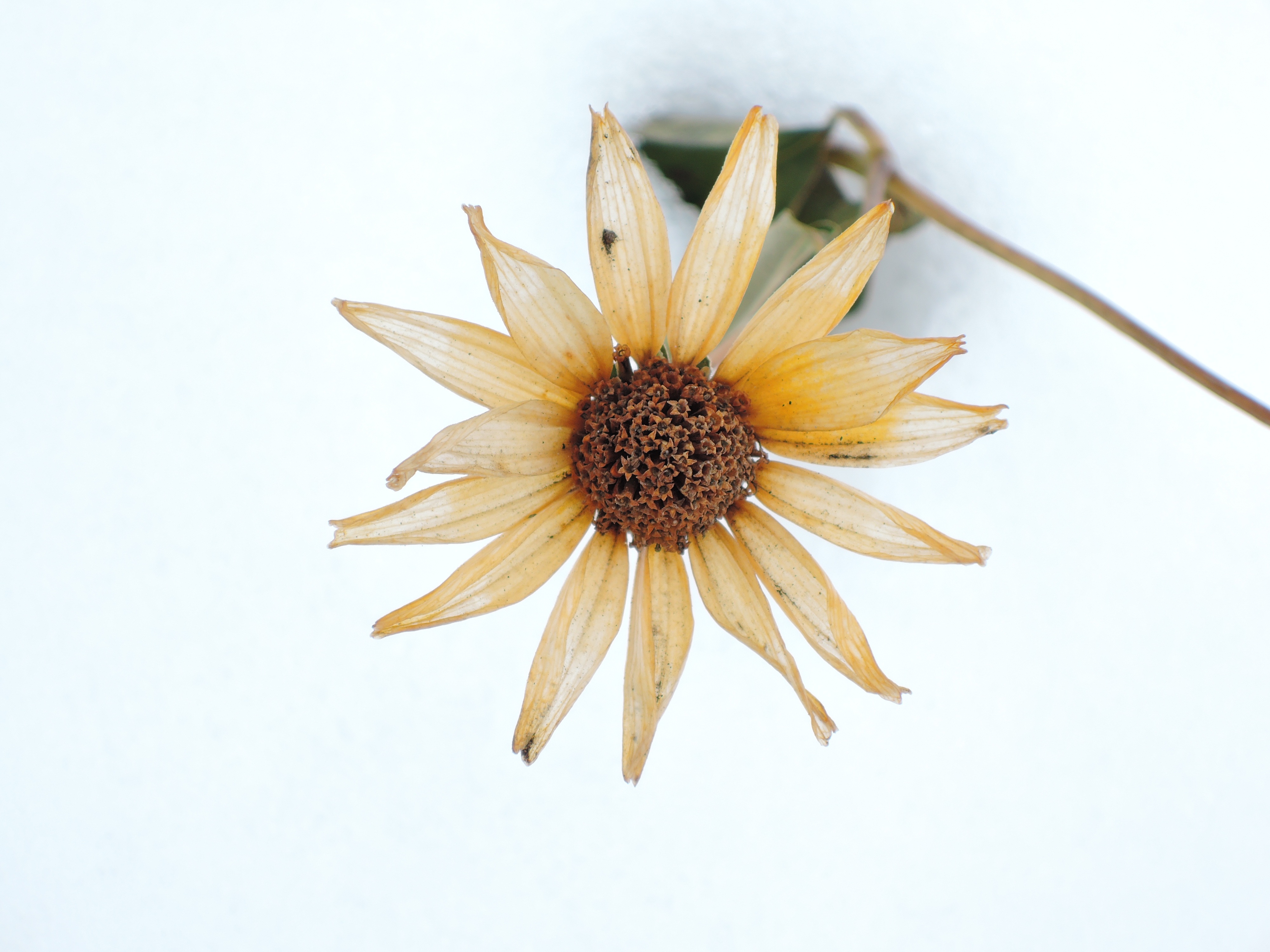 Winter Snow Flower Frozen free image download