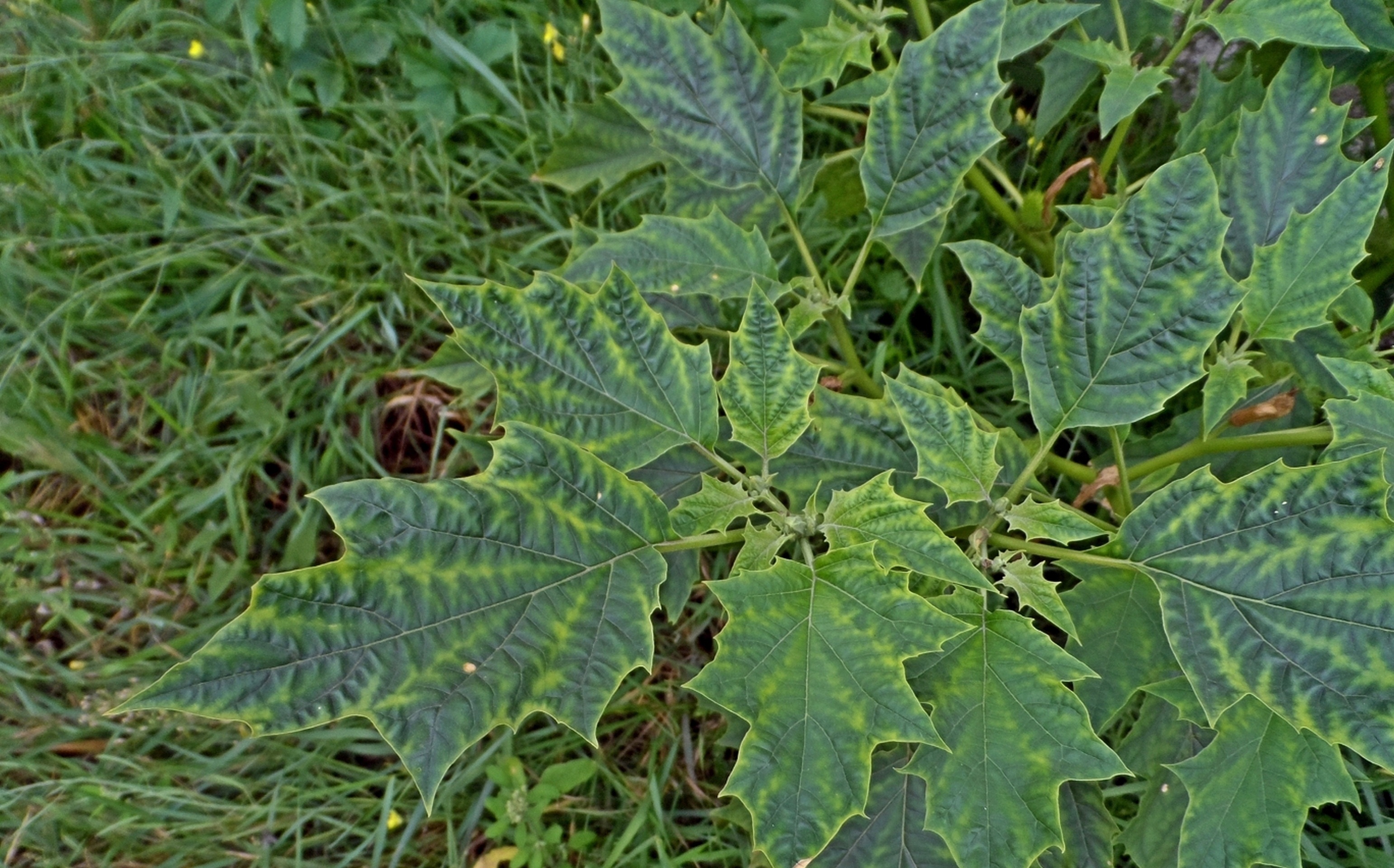 Greens Plant Leaves Green free image download