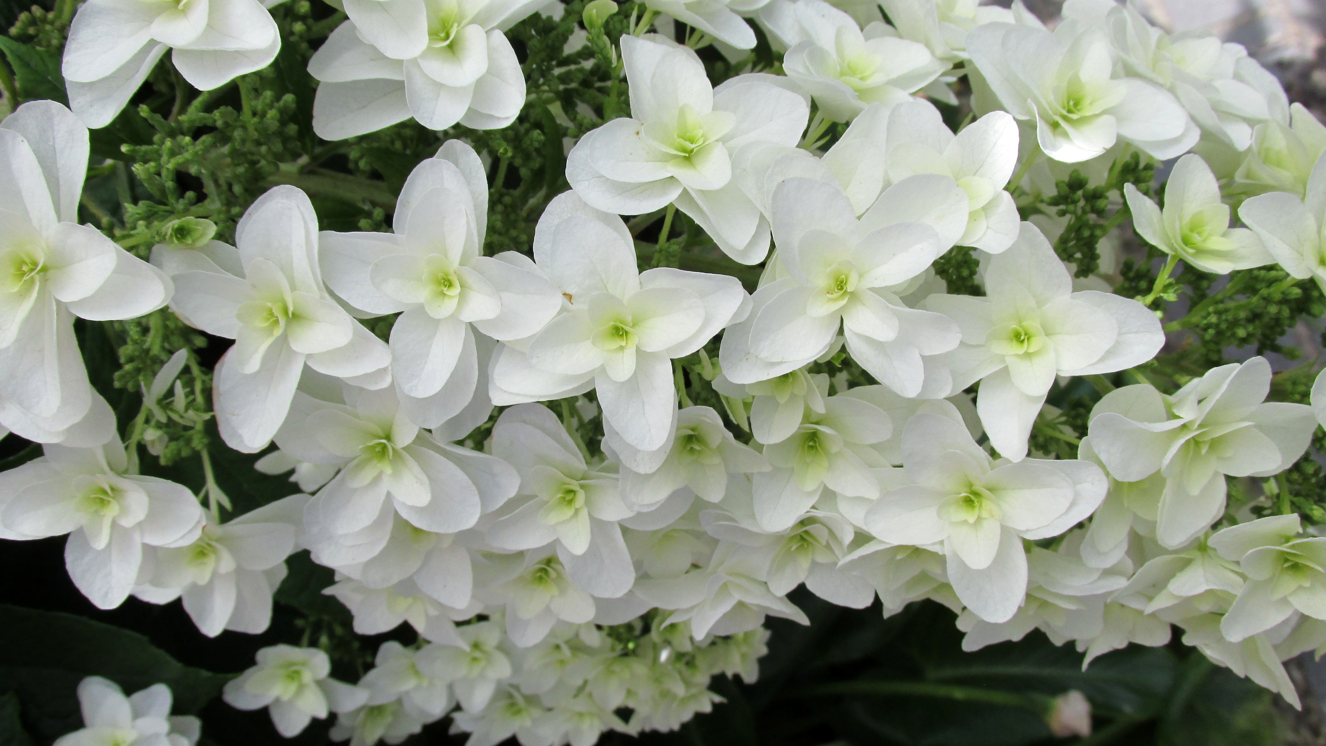 White Flower free image download