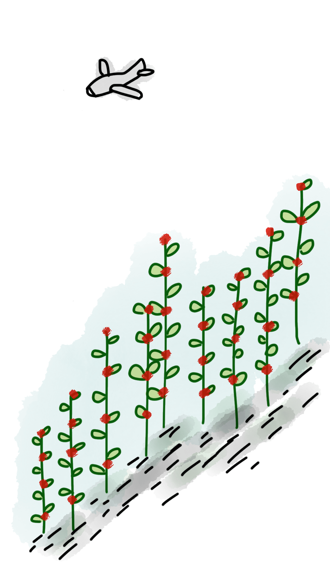 Flowers plants aeroplane plane free image download