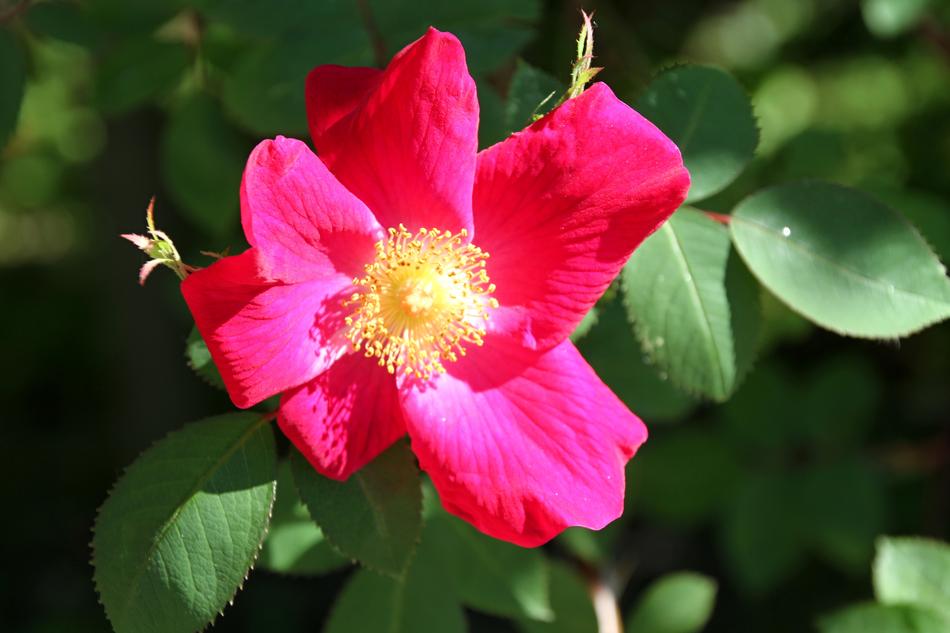 Stock Rose Red Blossom free image download