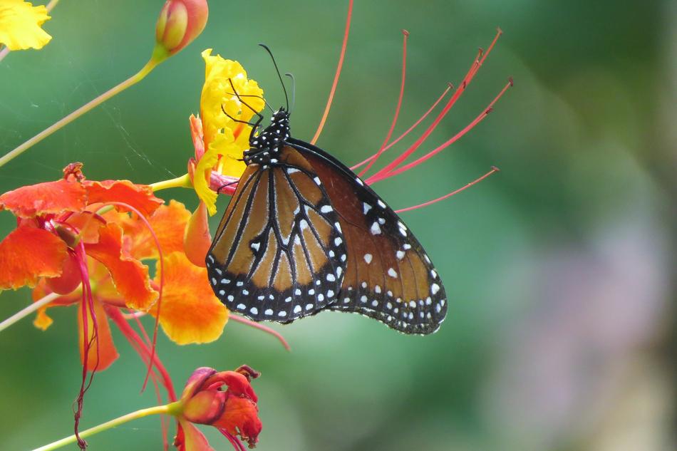 Insect Butterfly Orange Flower free image download