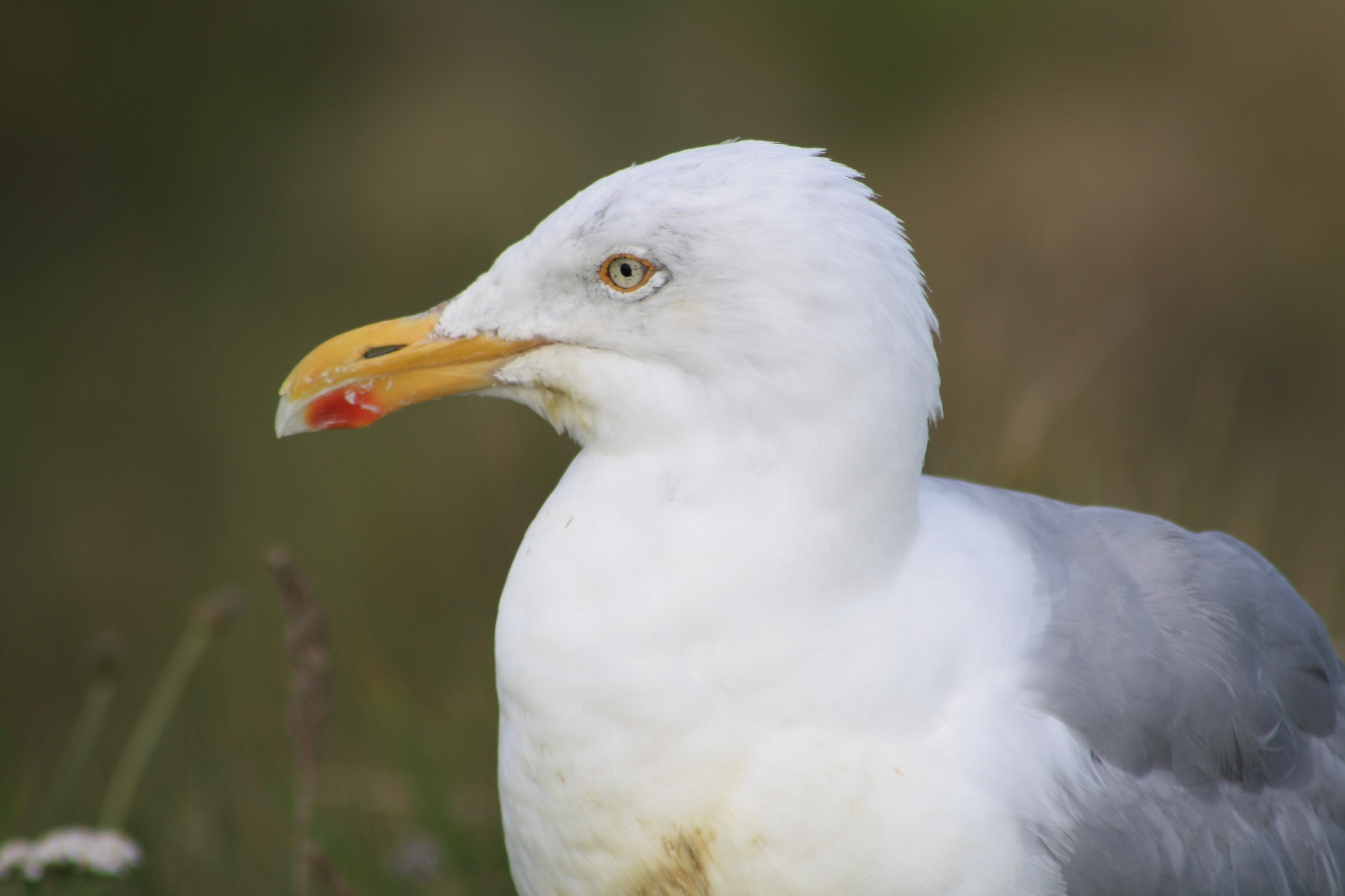 Herring Gull Bill Bird free image download