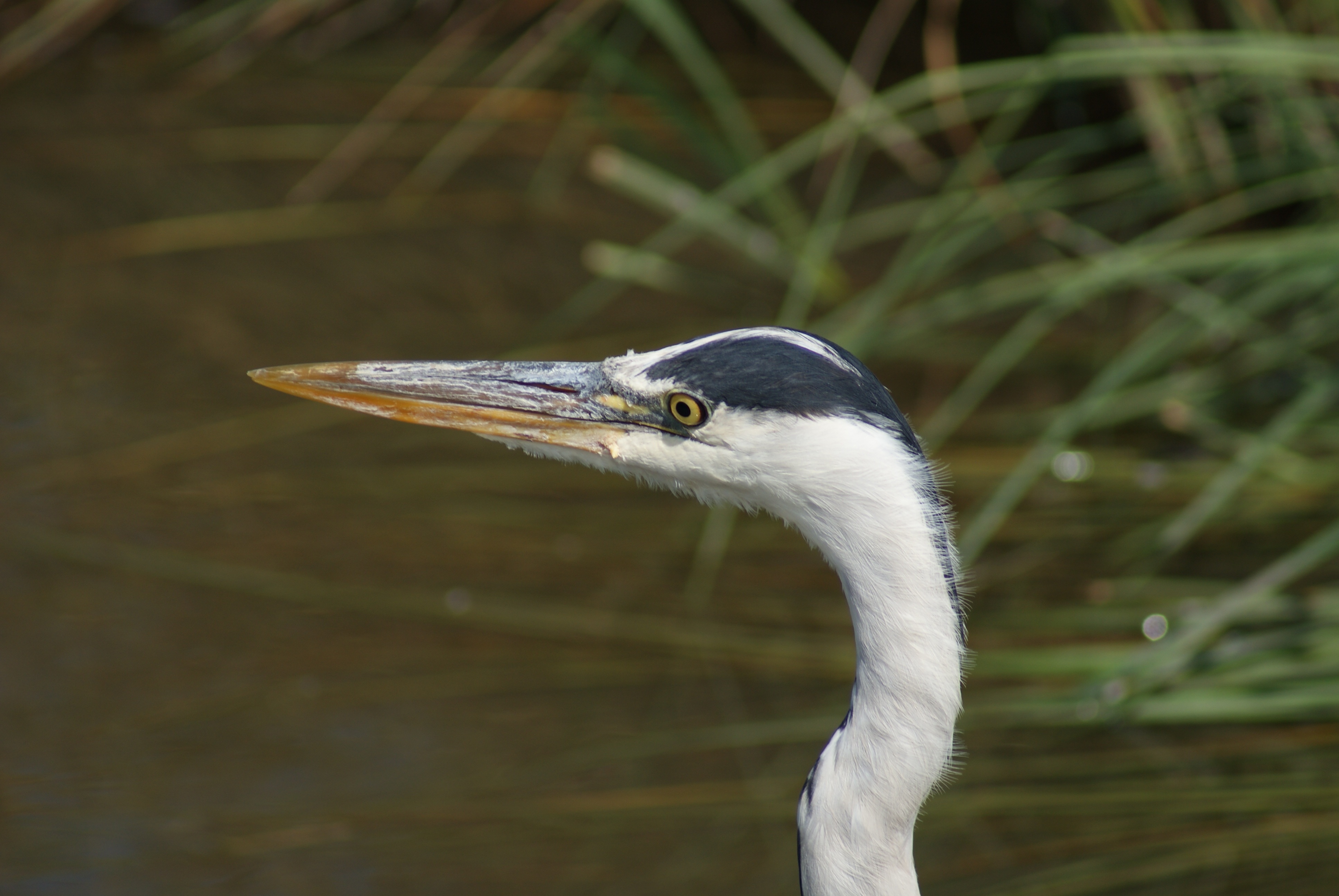 Grey Heron Bird Hunting free image download