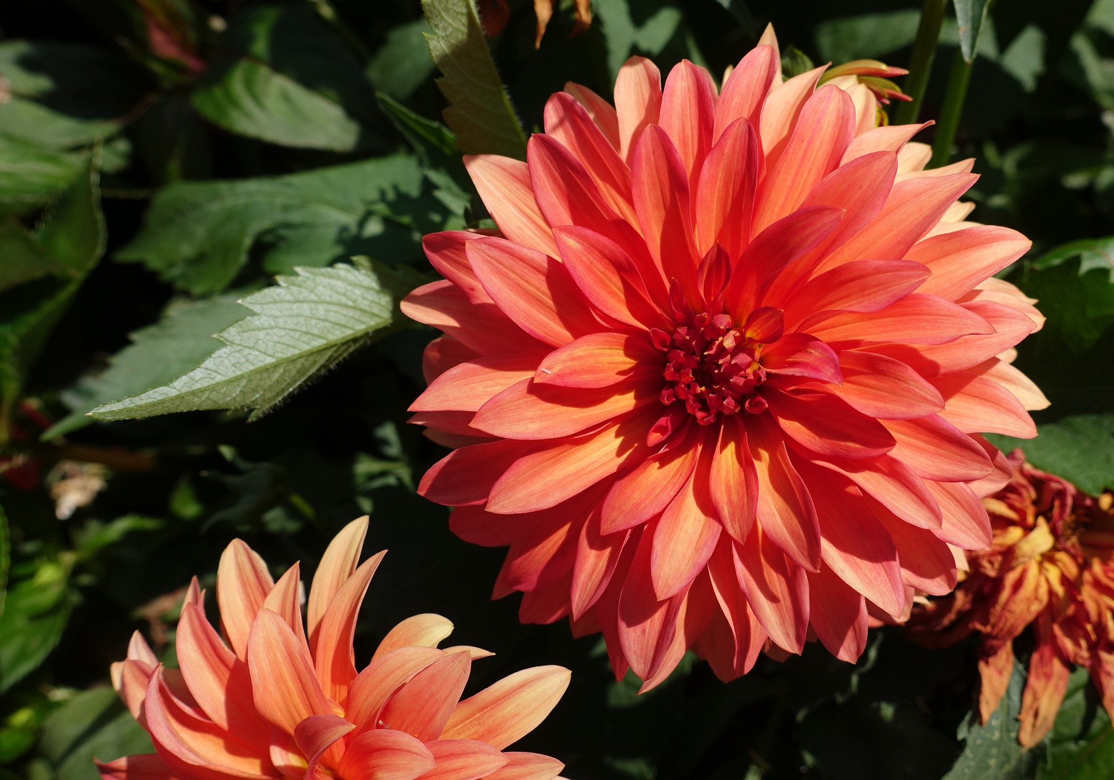 Dahlia Flower free image download