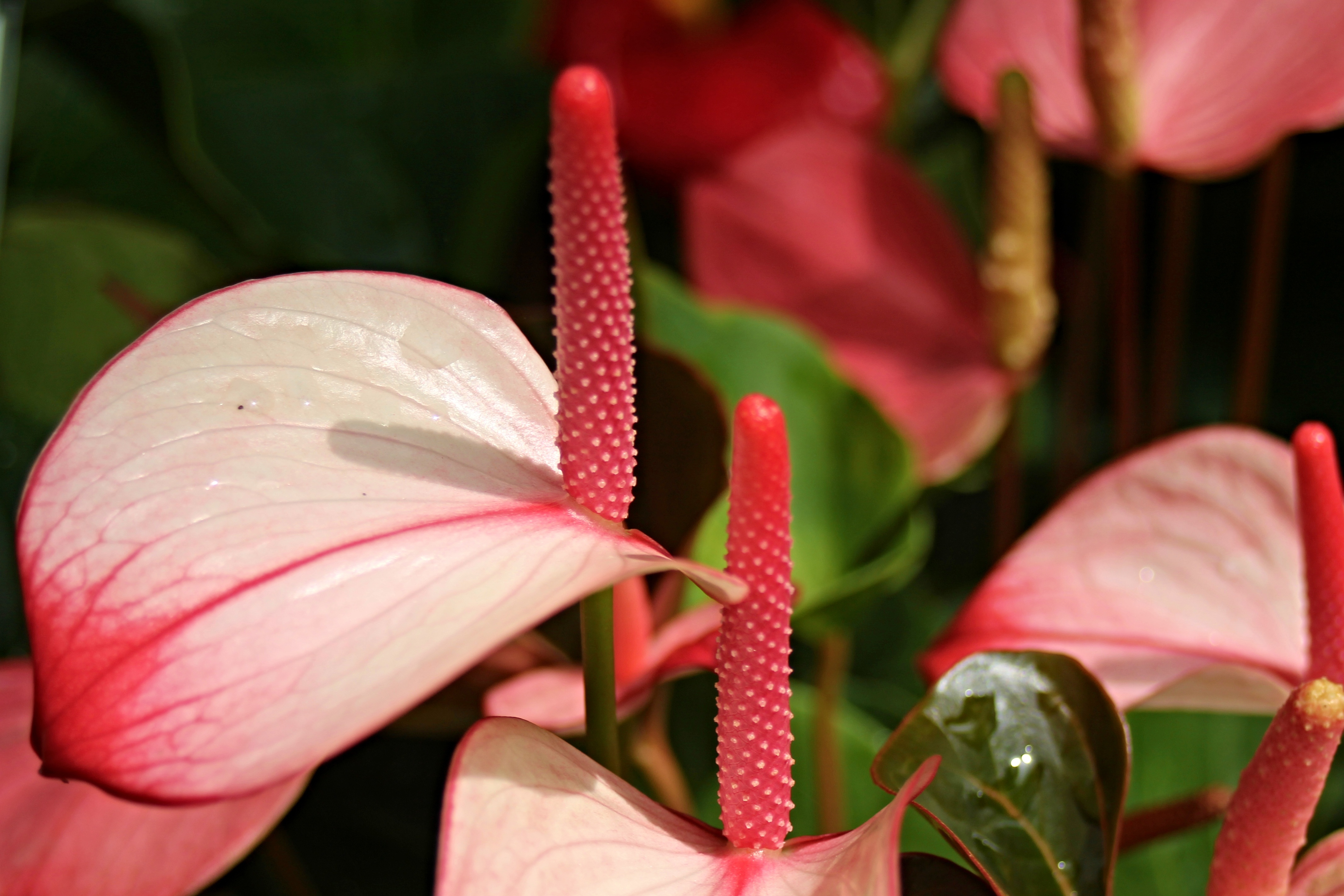 Flamingo Flower Anthurium free image download