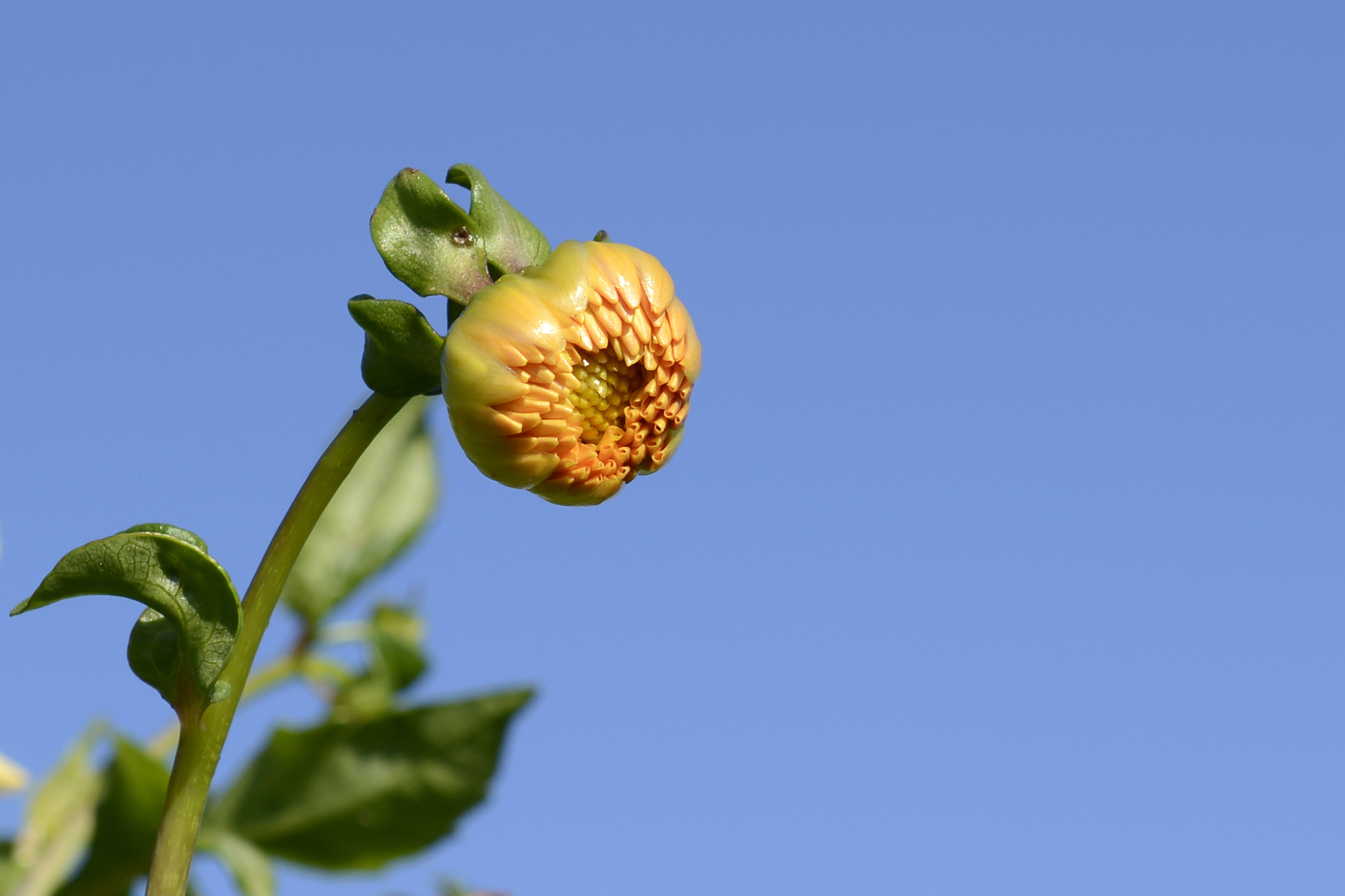 Dahlia Flower Bud free image download