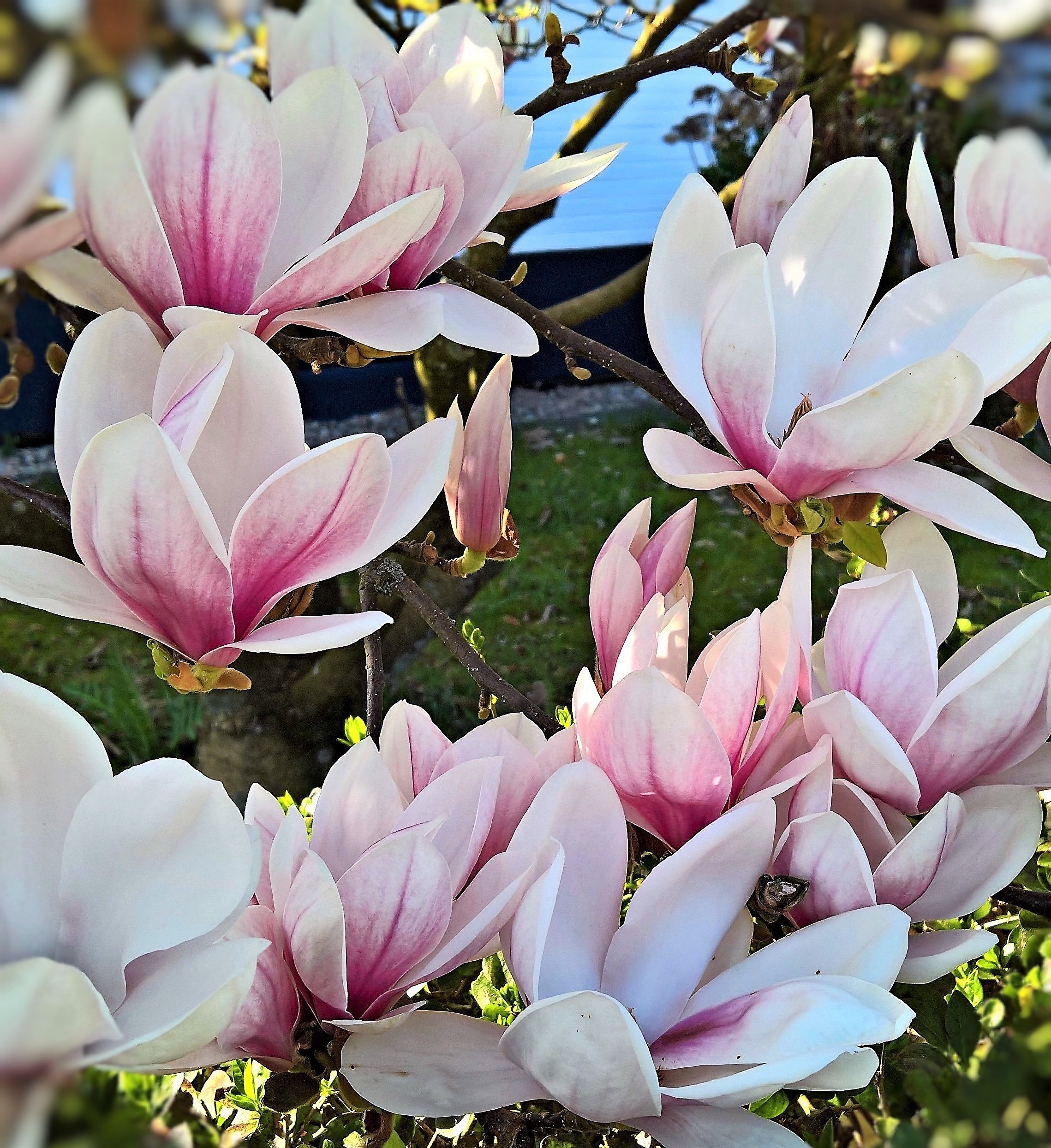 Magnolia Tulip Plant free image download
