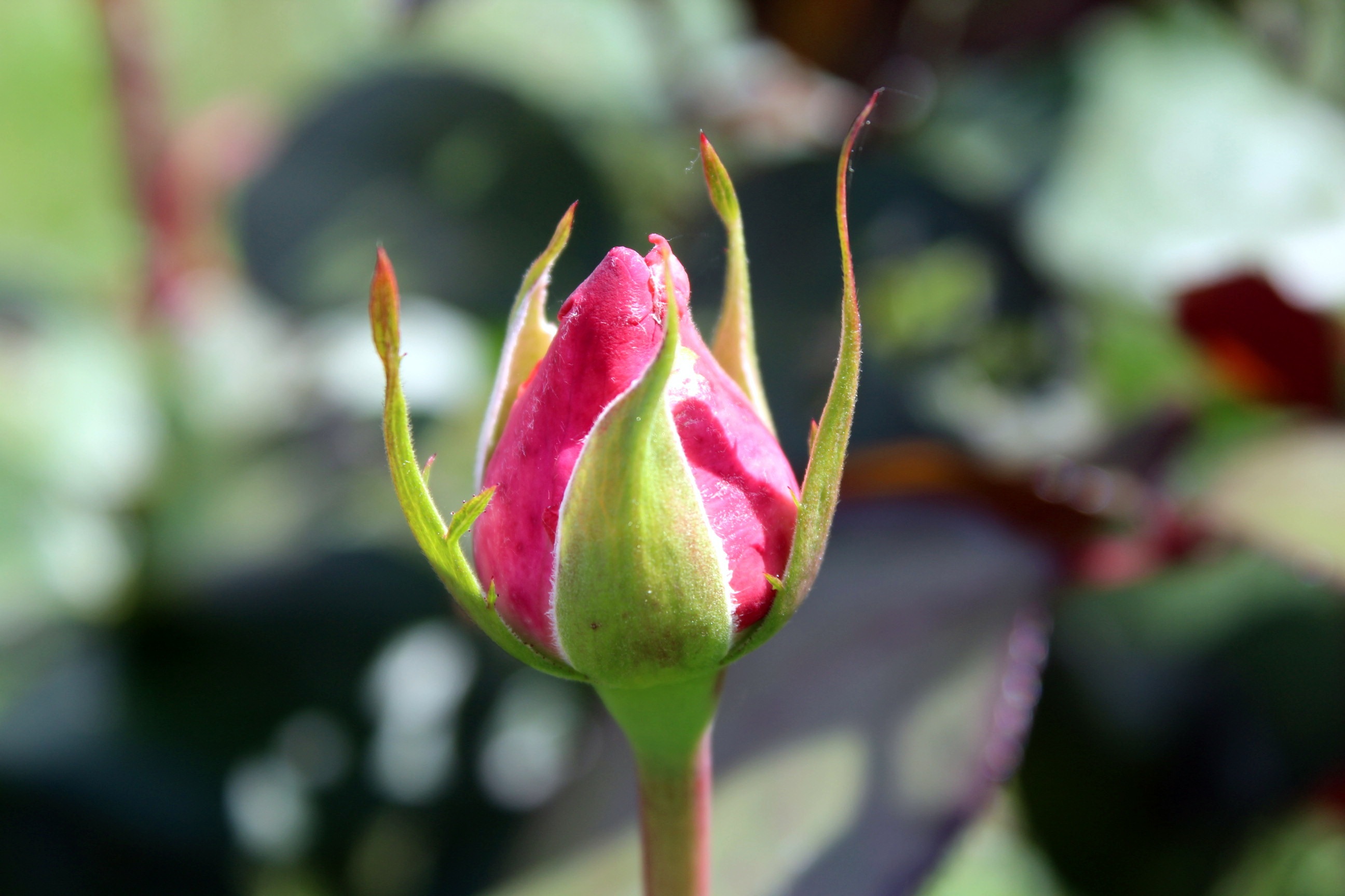 Rose Bud Flower free image download