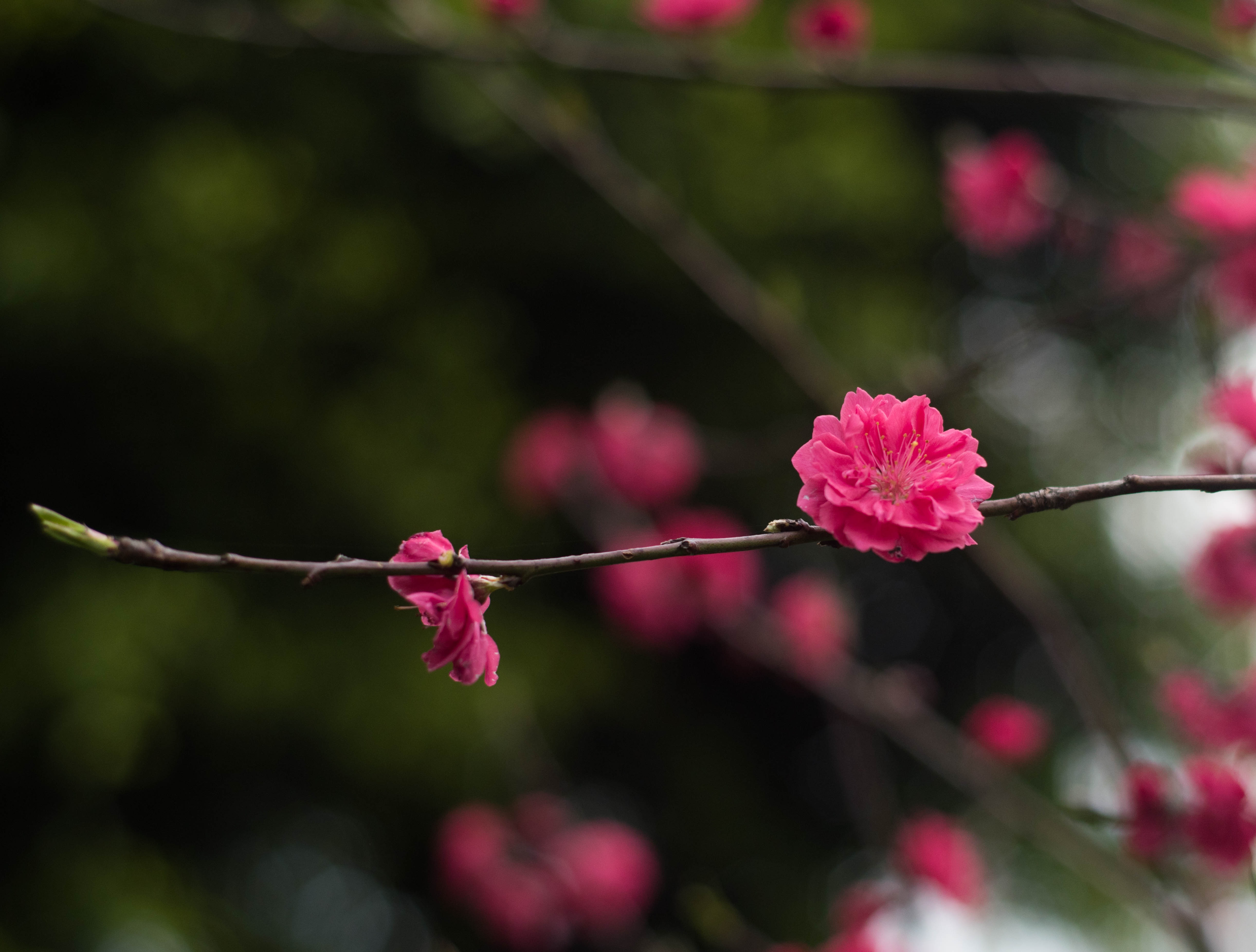 Red Plum Flower free image download