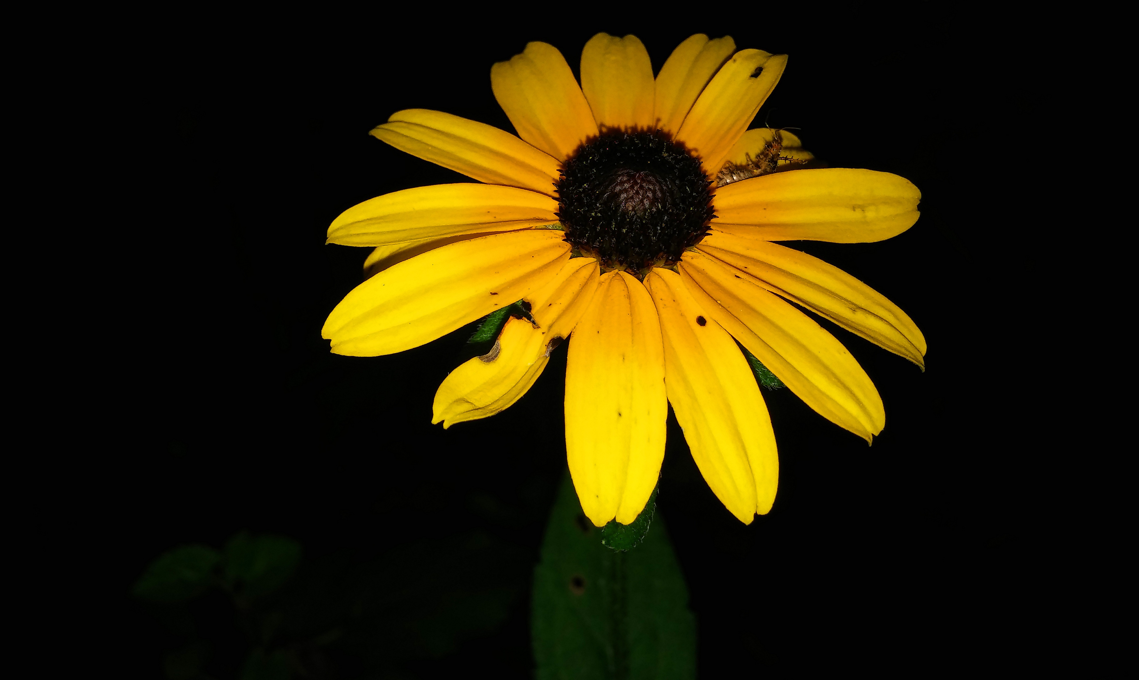 BlackEyed Susans Flower Rudbeckia free image download