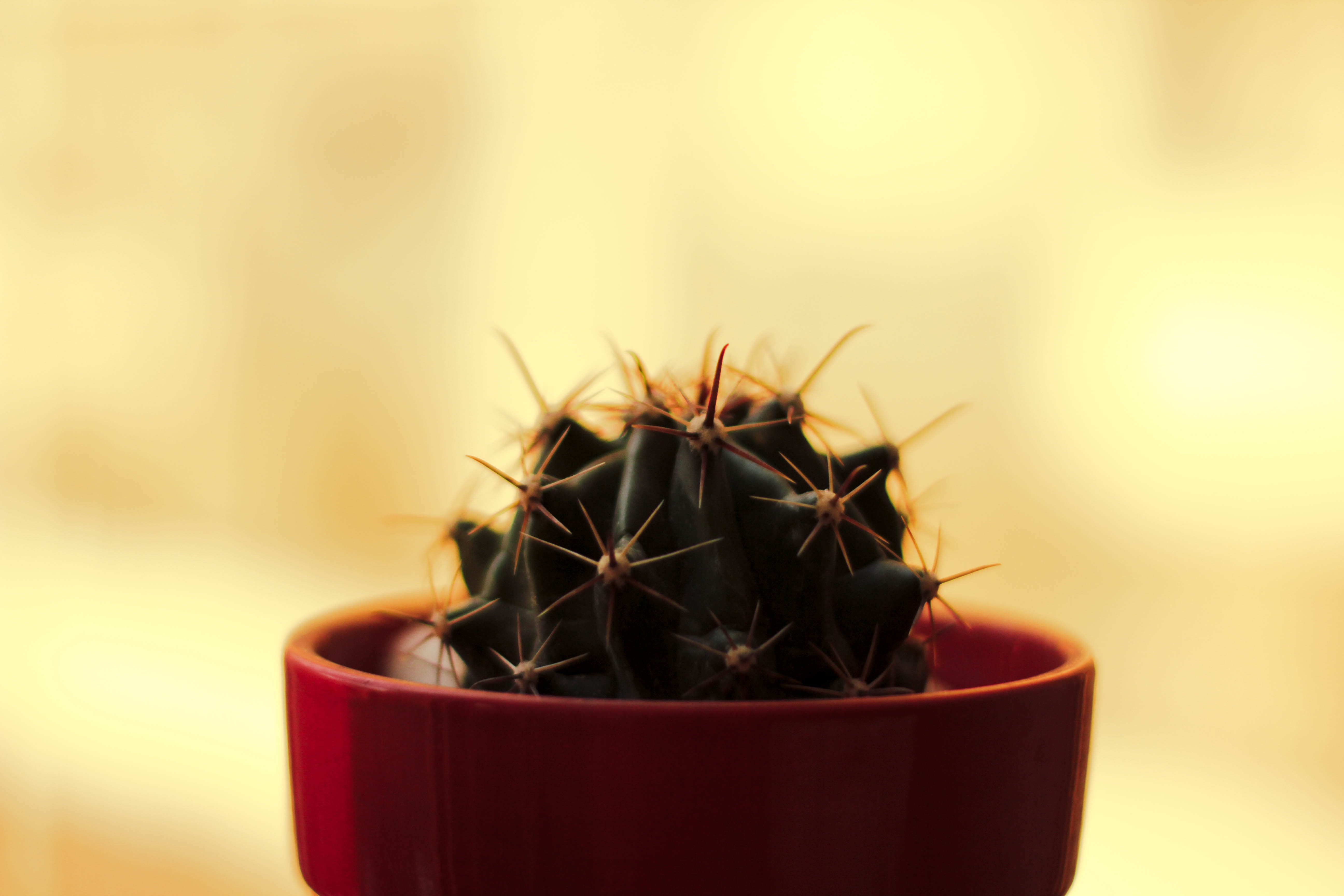 Flower Pot Cactus free image download