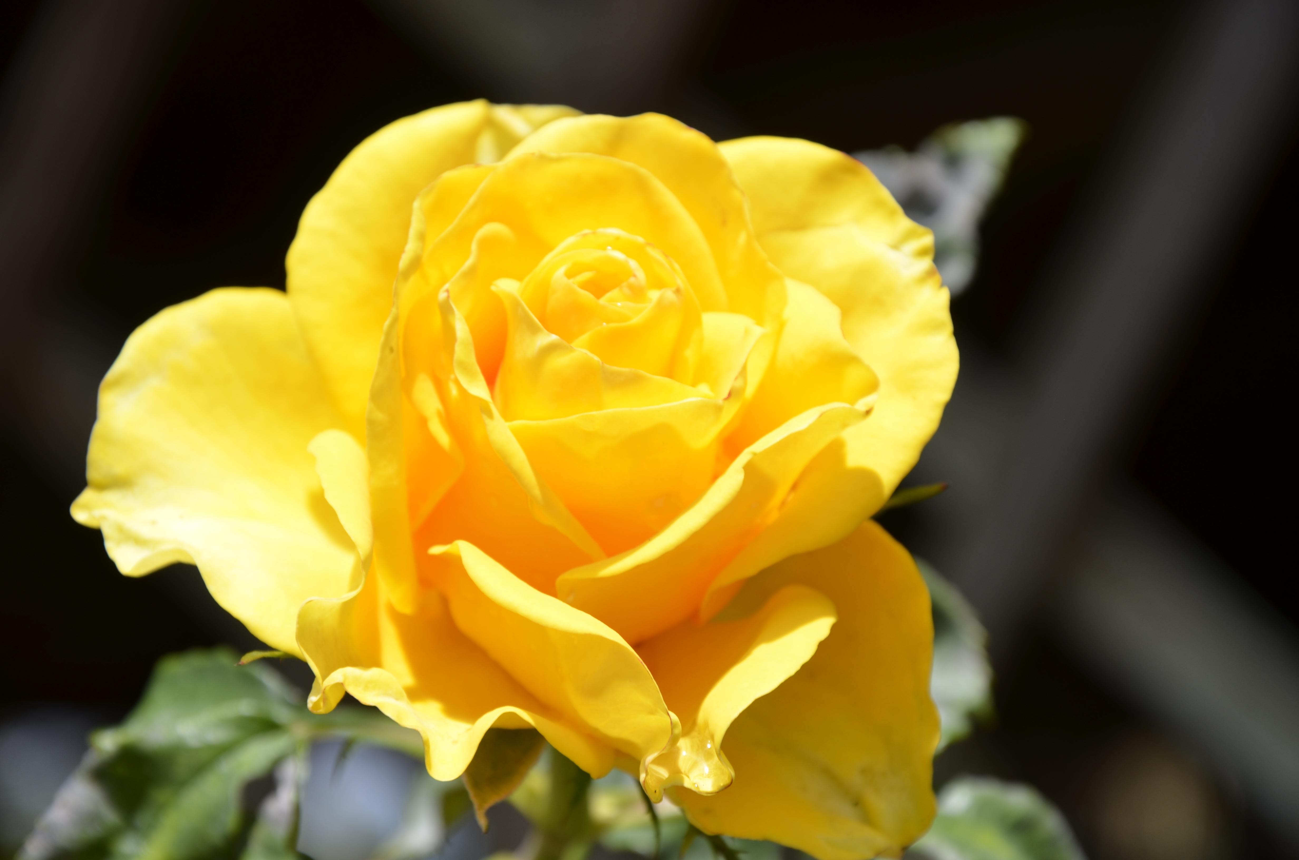 Rosa Yellow Flower free image download