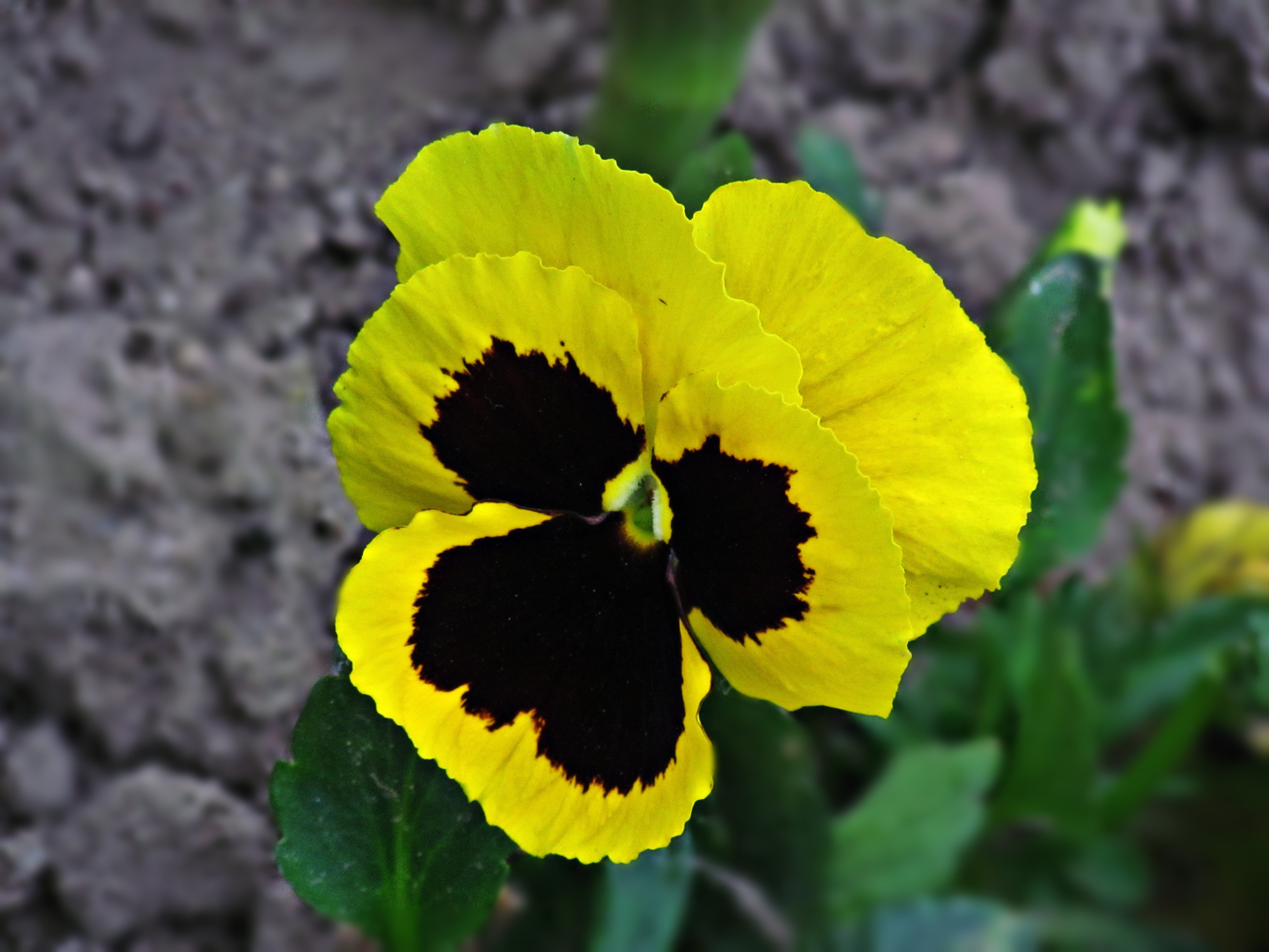 Pansies Pansy Flower free image download