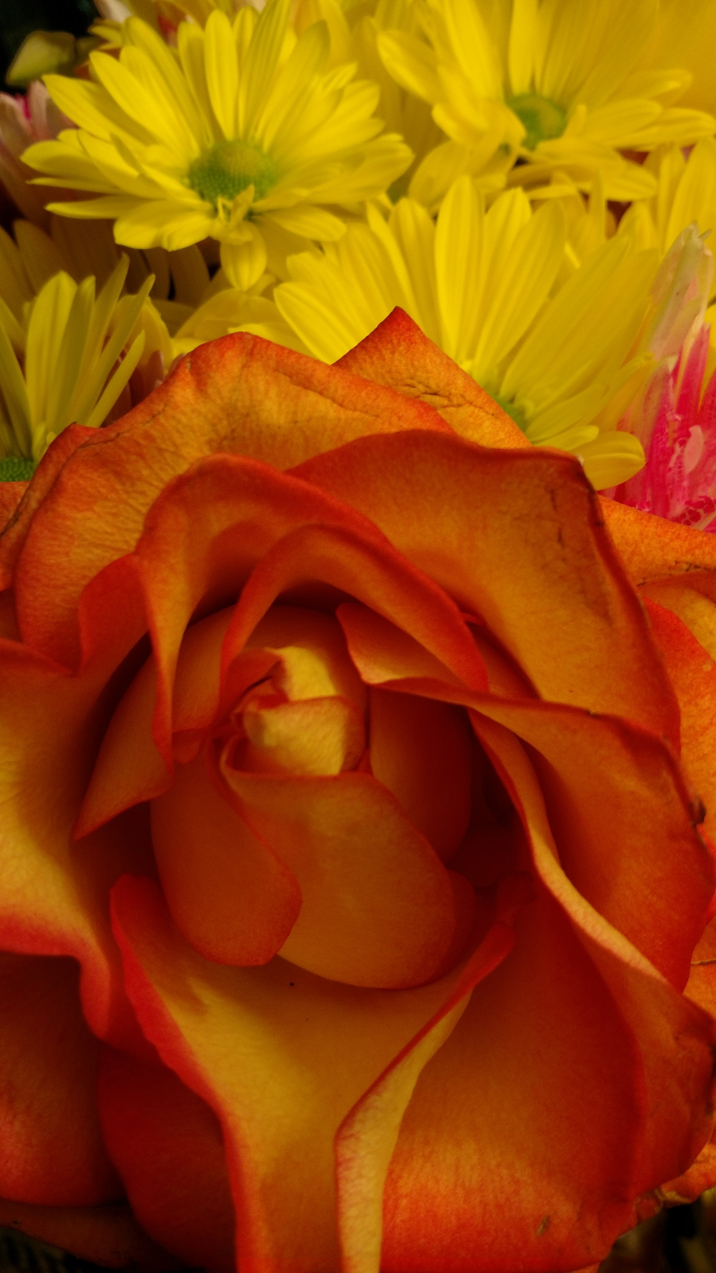 Beautiful flower species free image download