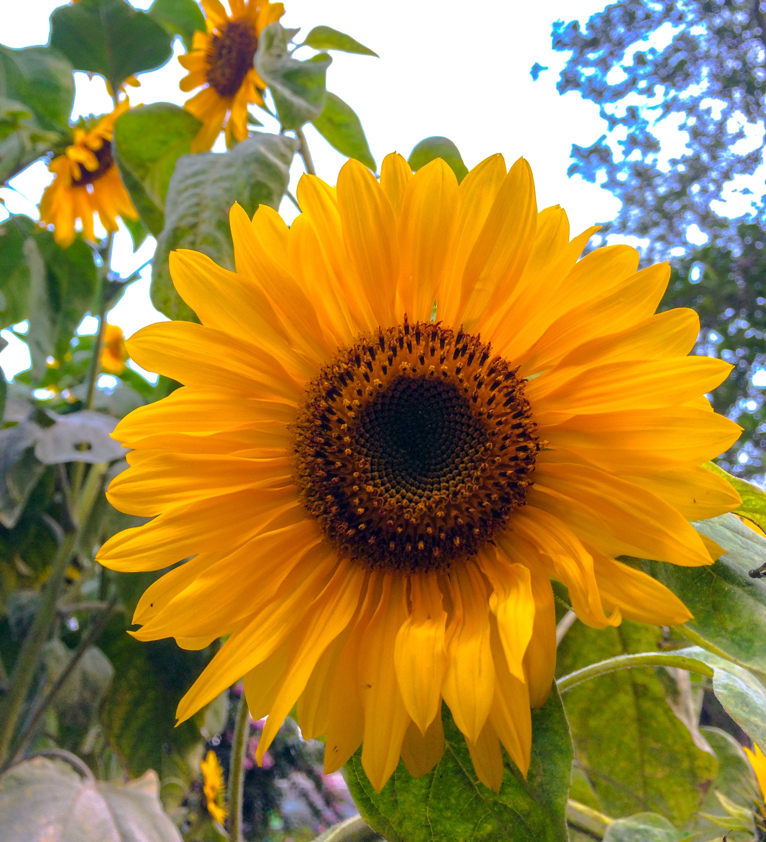 Sunflower Sun free image download