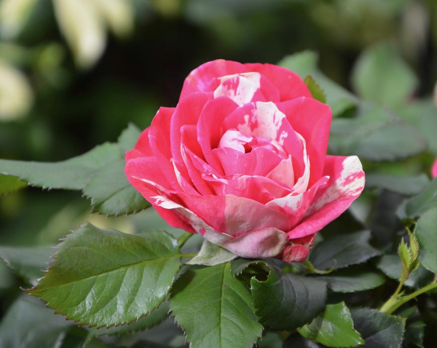 Flower Flowers Pink Color free image download