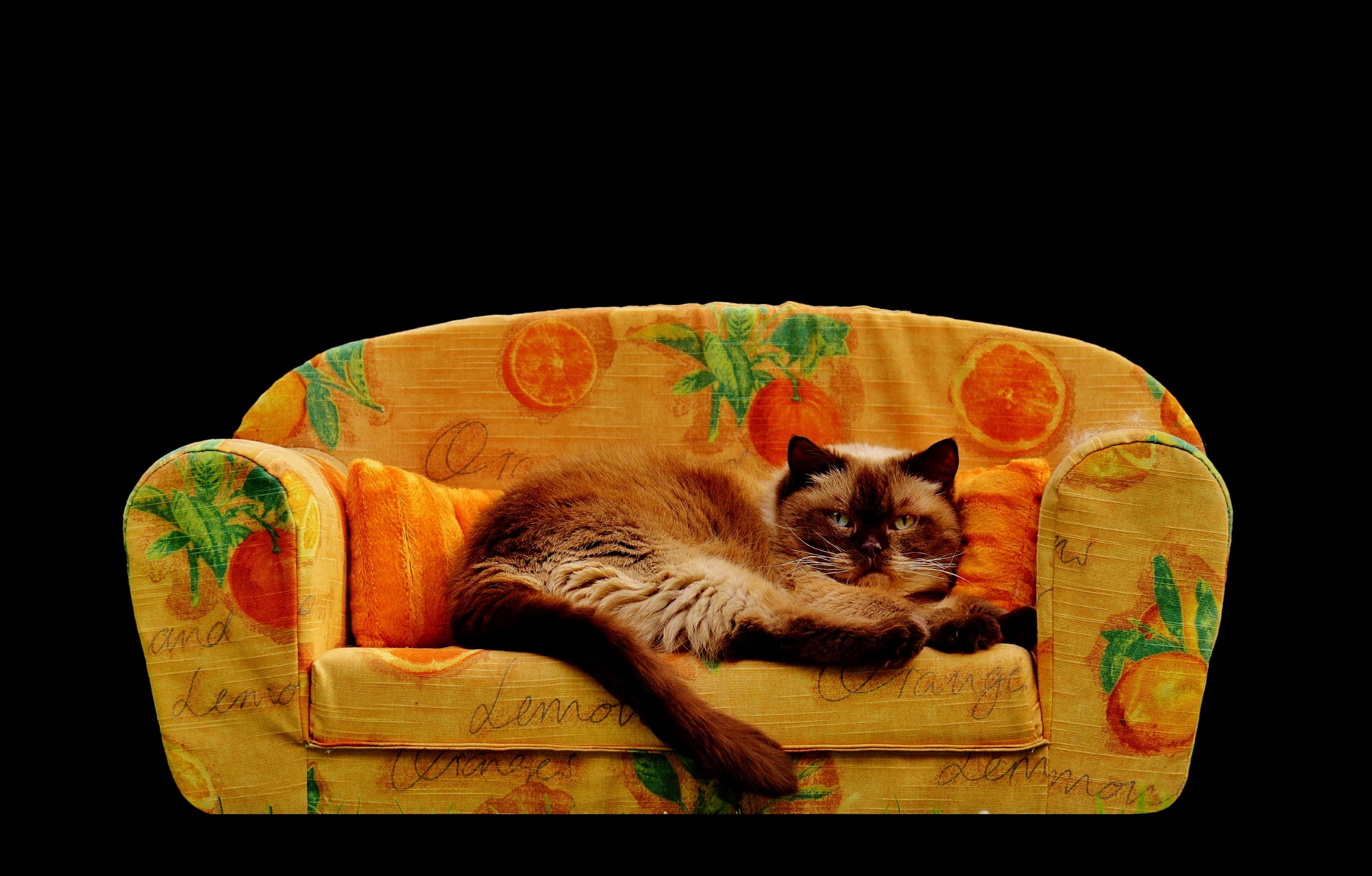 Sofa Couch Cat British free image download