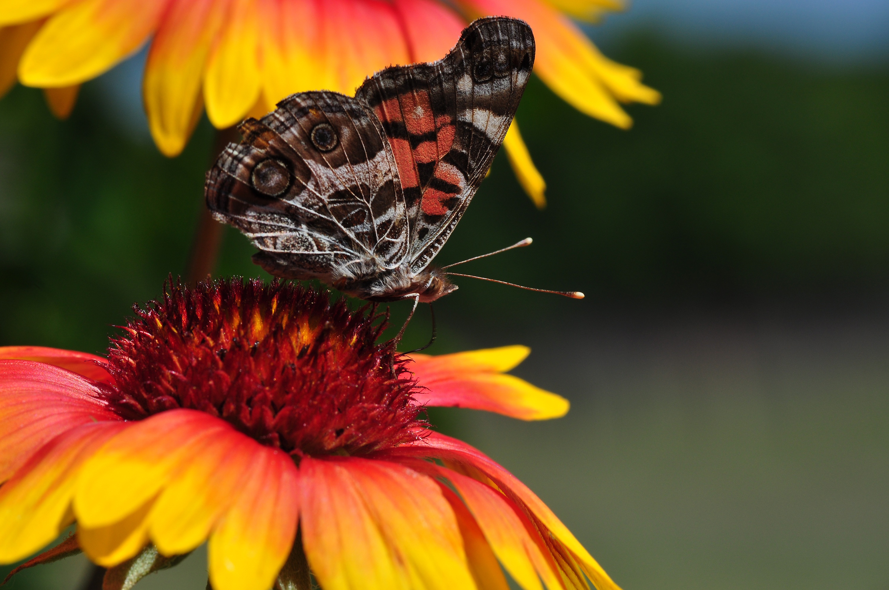 Butterfly Blanket Flowers free image download