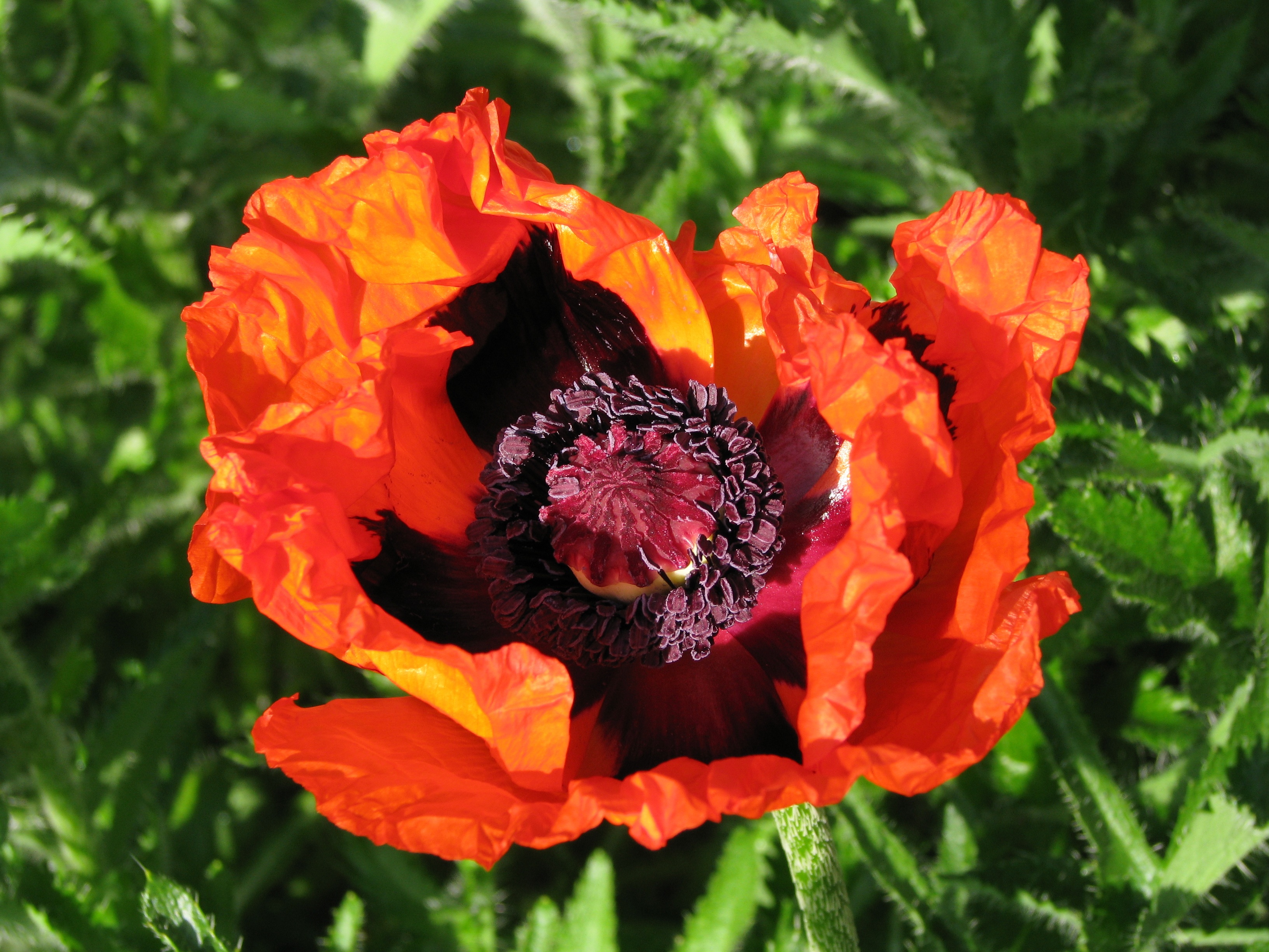 Poppy Flower Bloom free image download