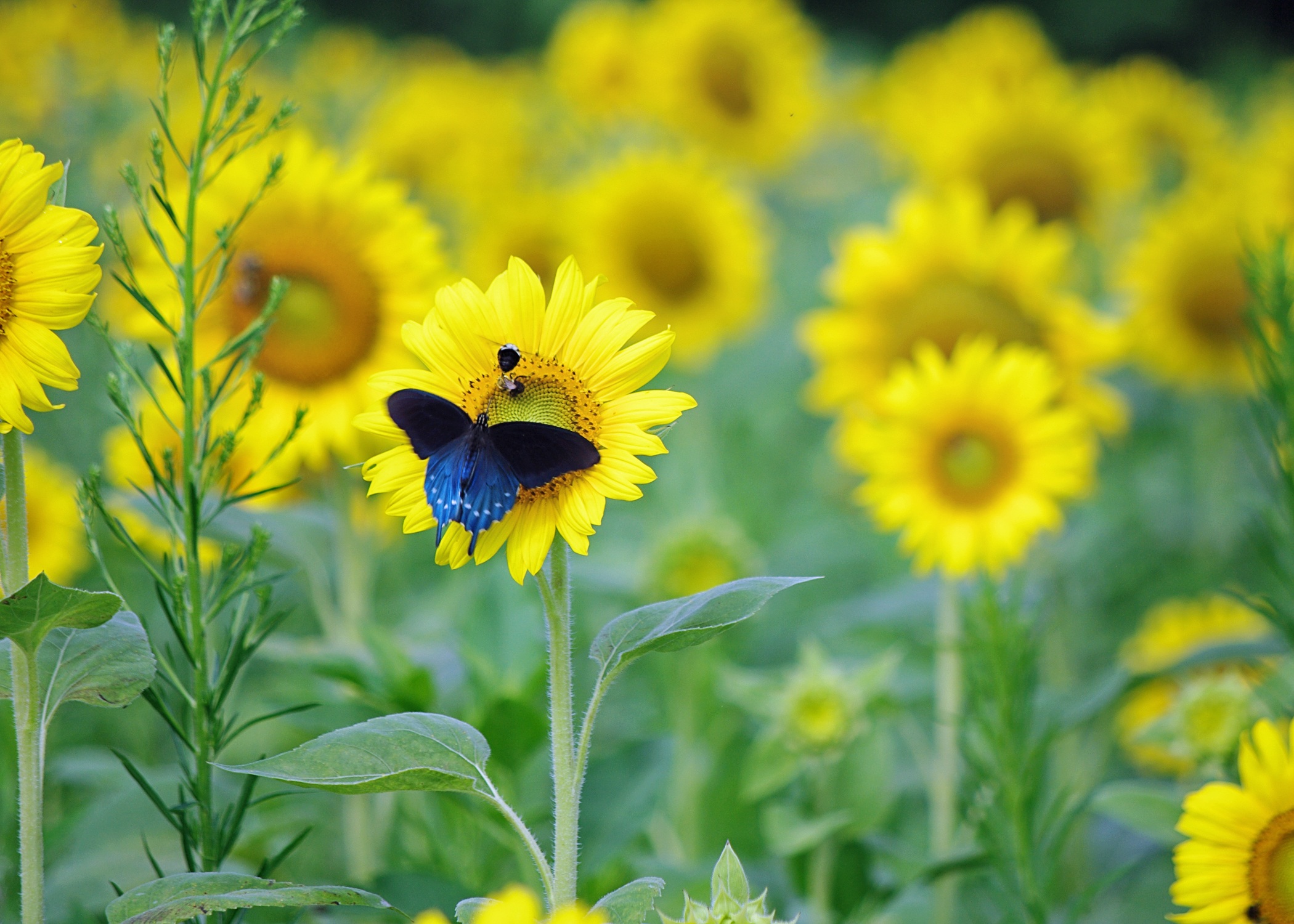 Blue Butterfly and Sunflowers free image download