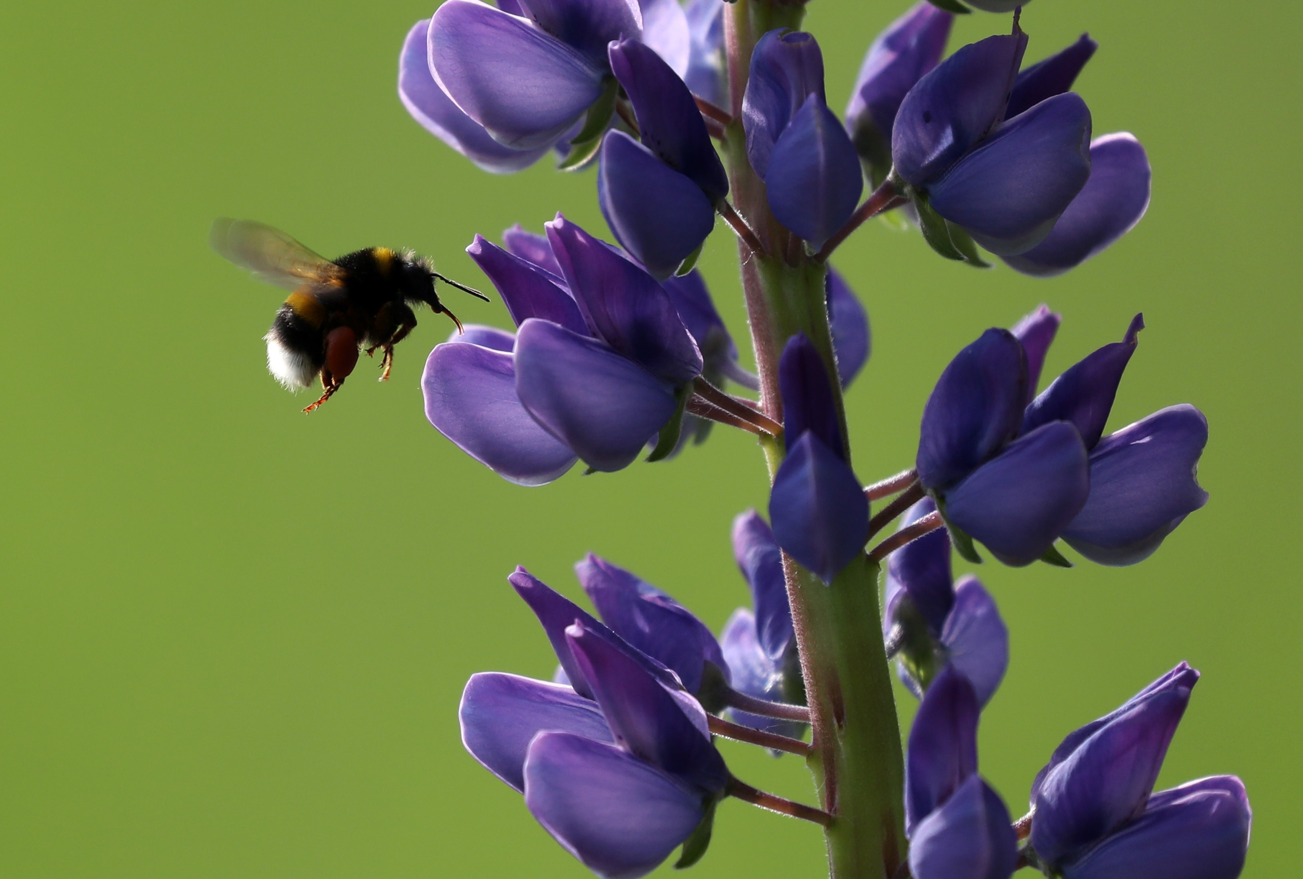 Bee Lupine Flower free image download