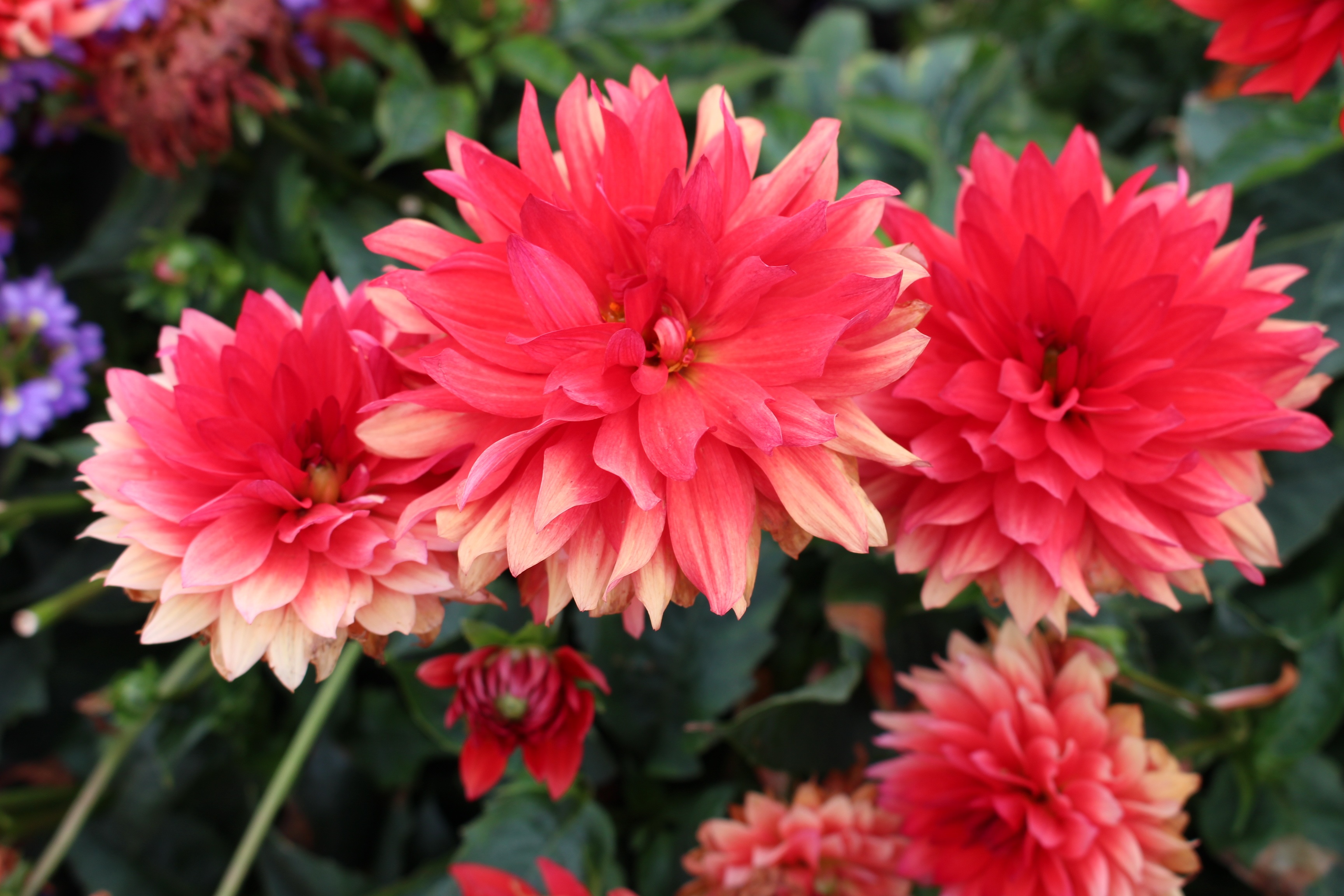 Flowers Color Red free image download