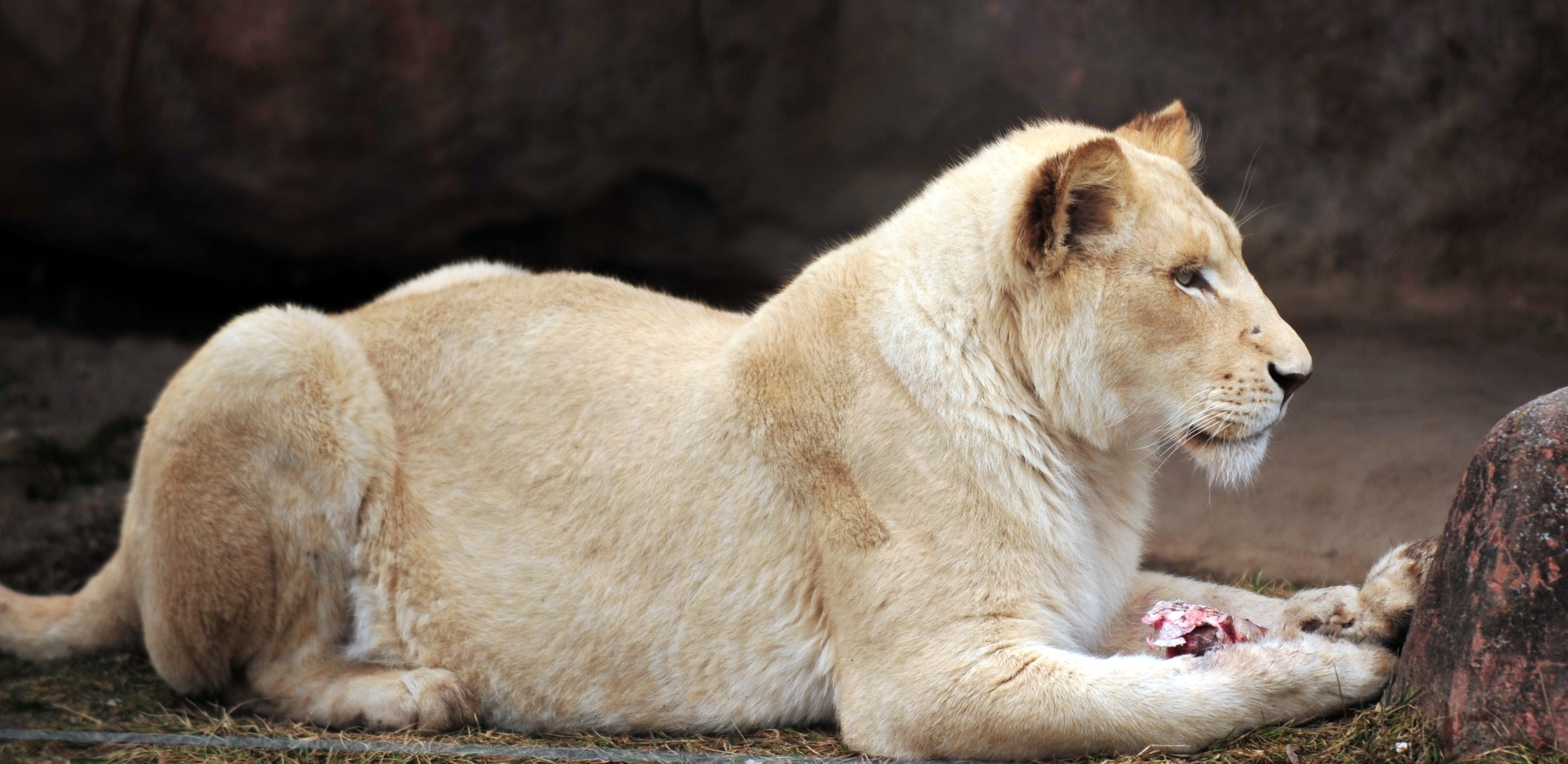 Lion Zoo Meat free image download