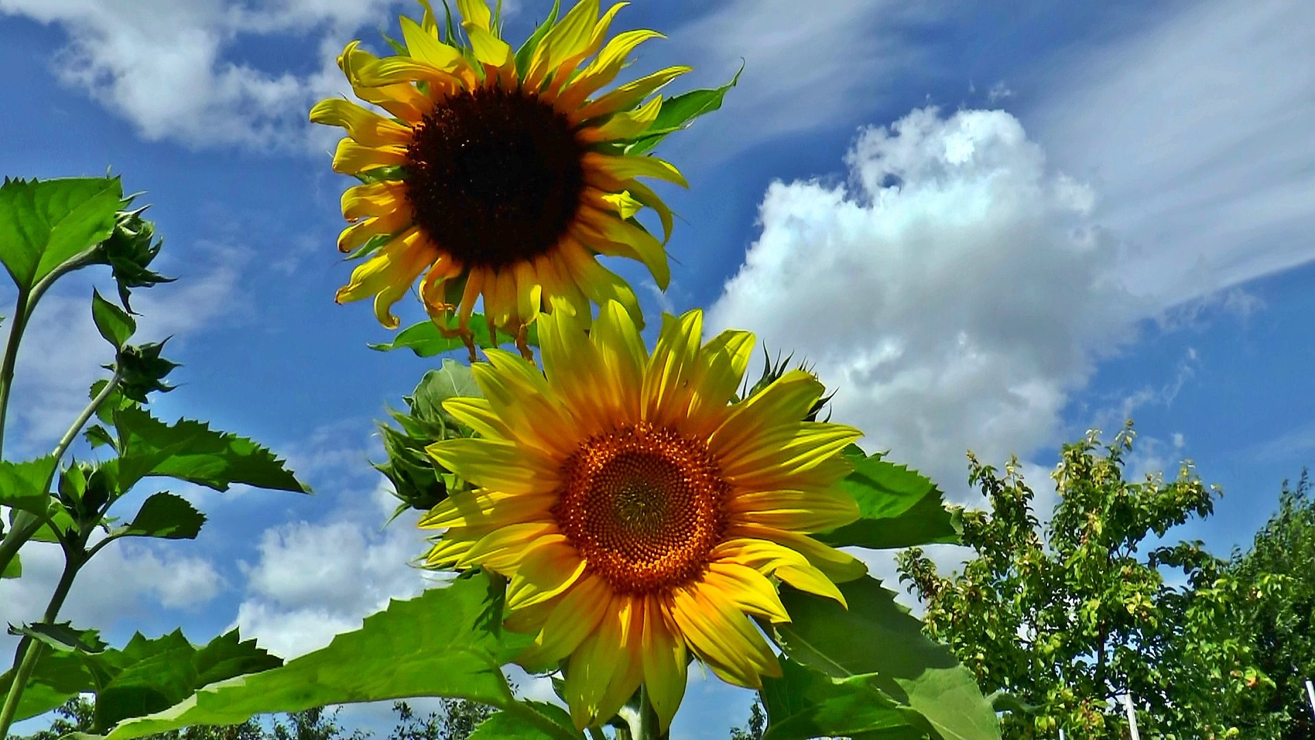Summer Sunflower Plant free image download