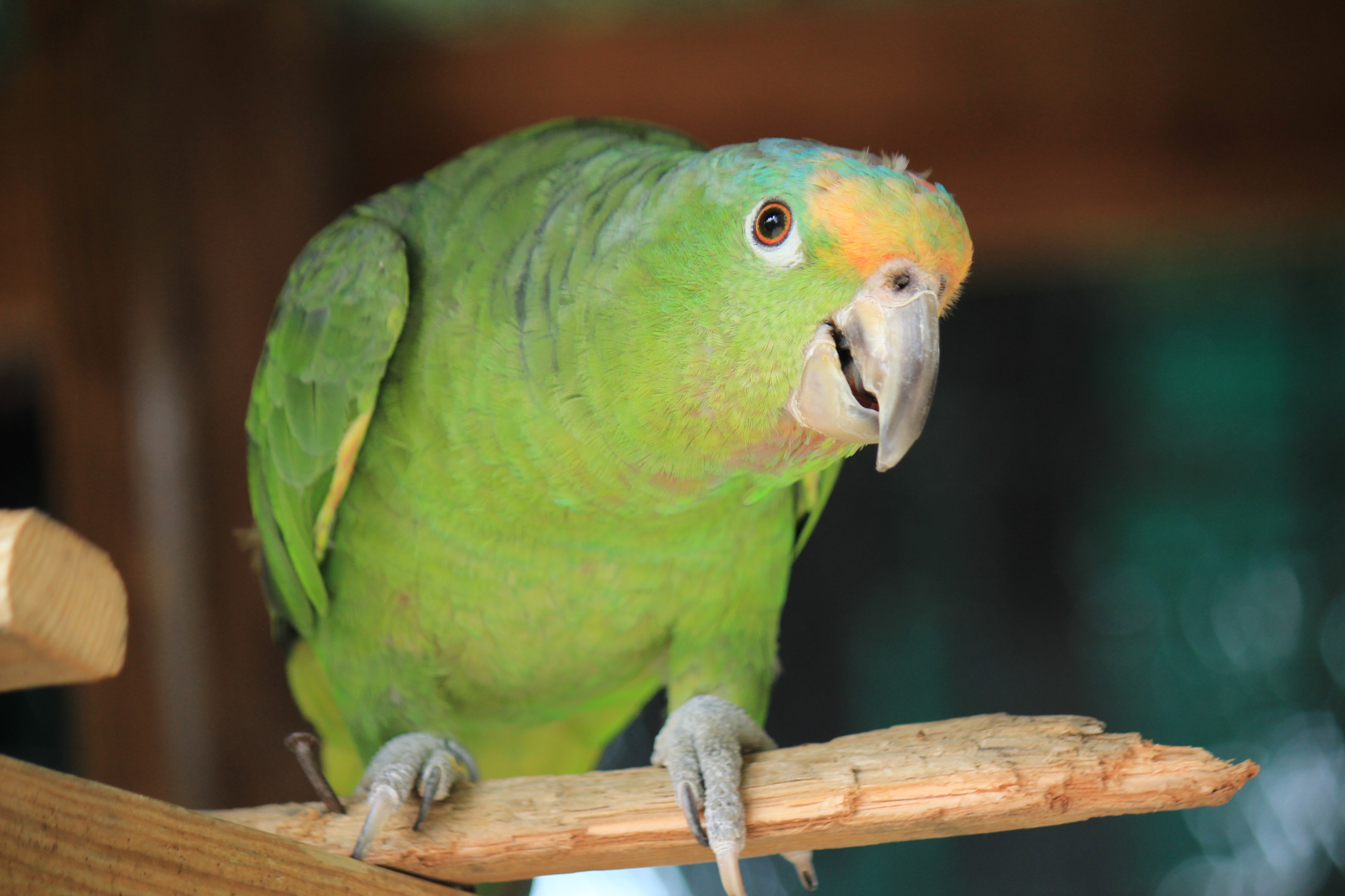 Parrot Yellow Head Green free image download