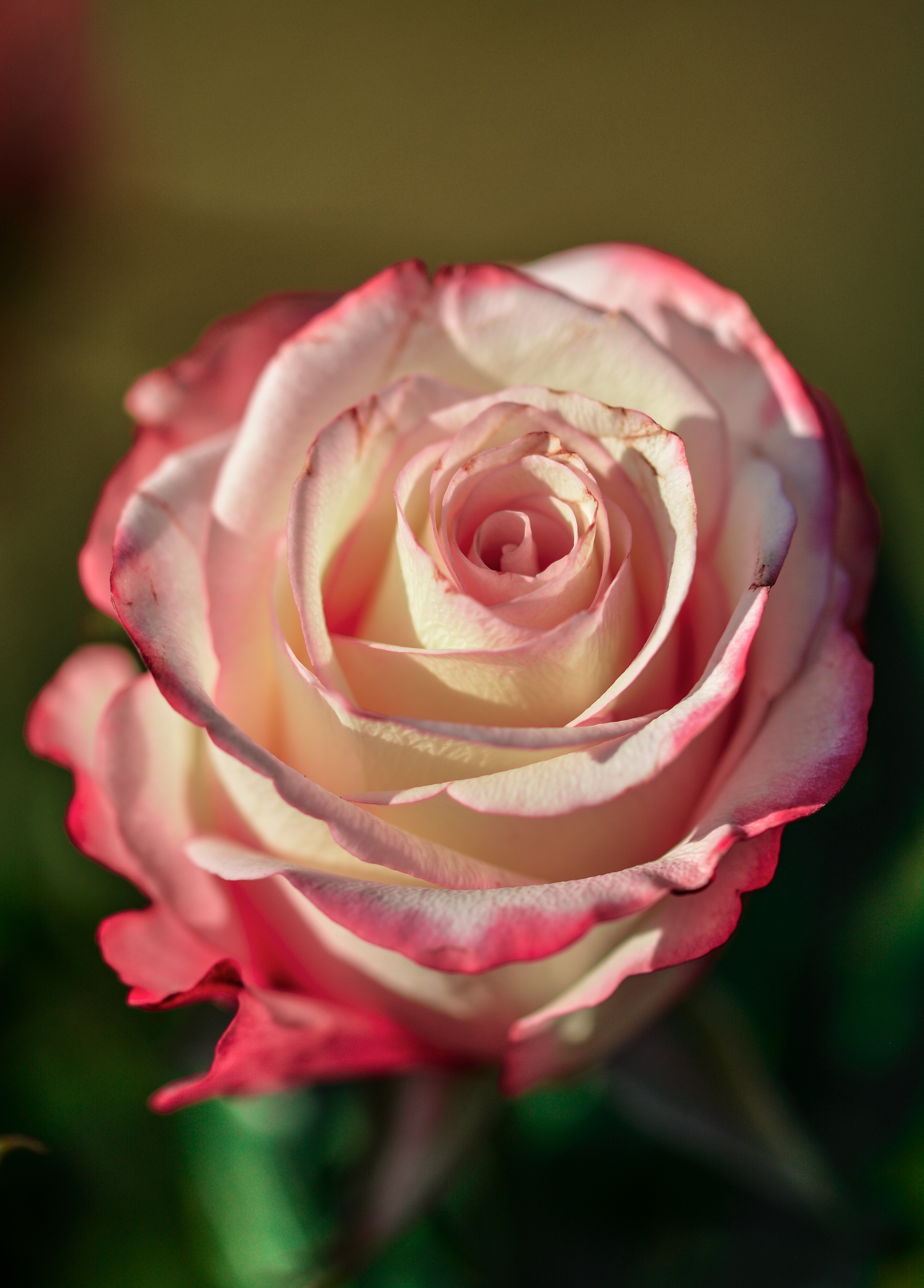 Rose Flower Decoration free image download