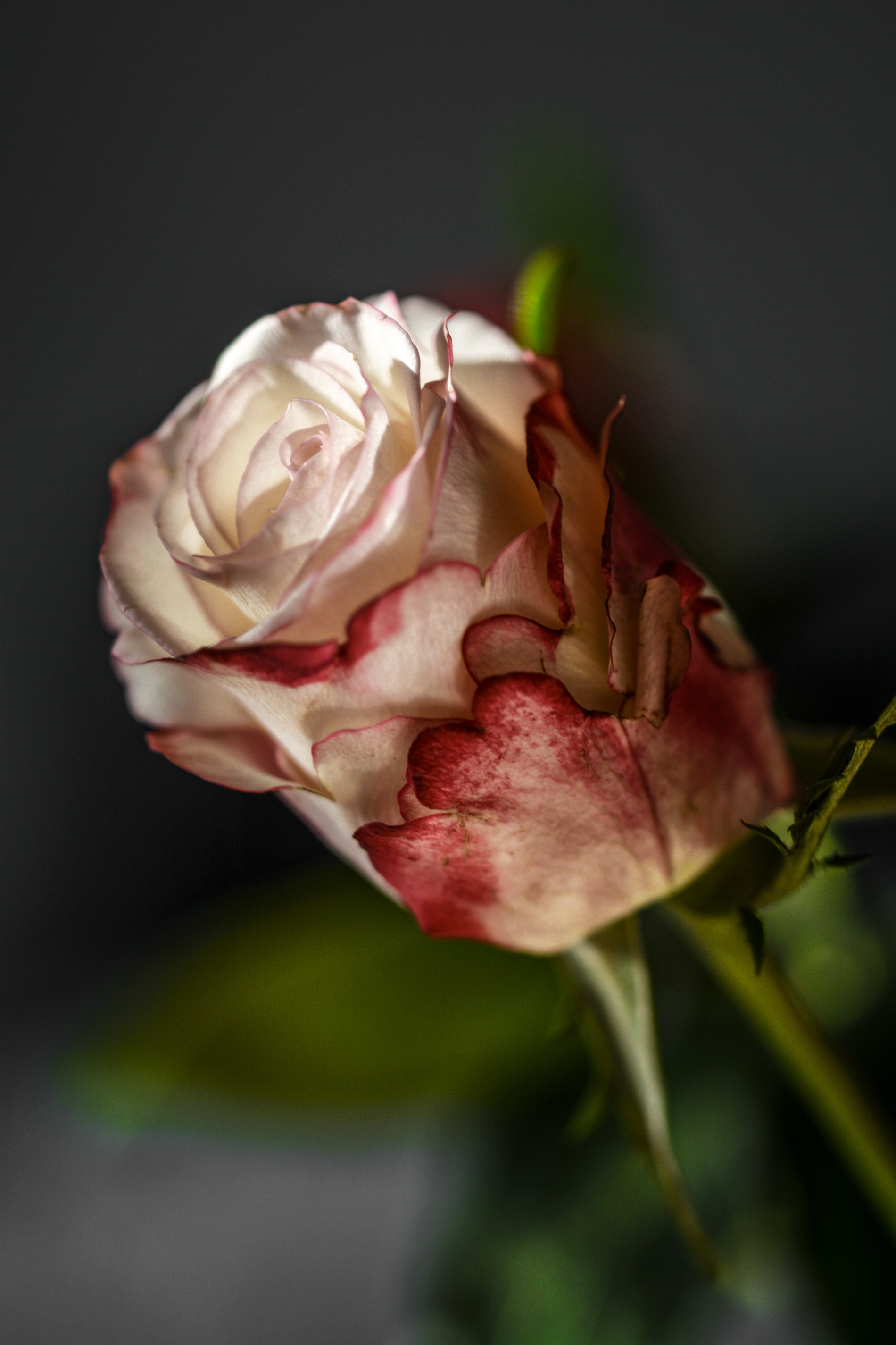 Rose Flower Decoration free image download