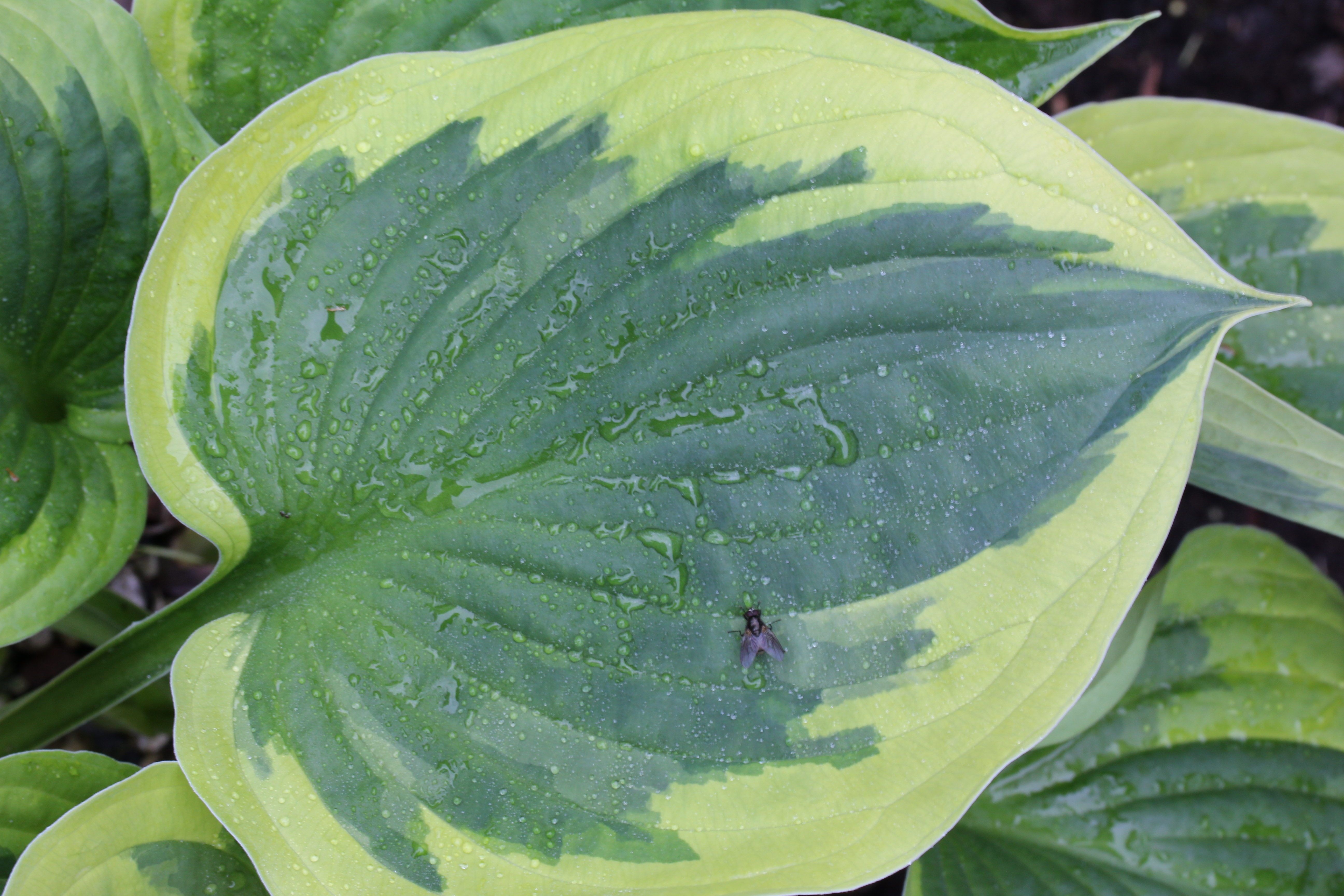 Plantain Lily Hosta Leaf free image download