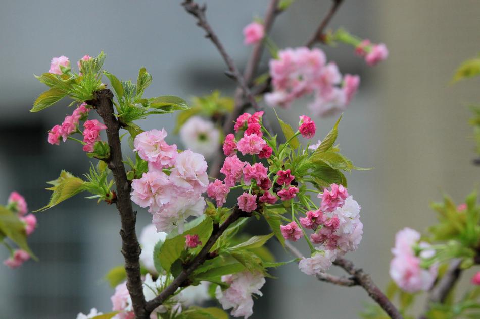 Plant Cherry Blossoms free image download