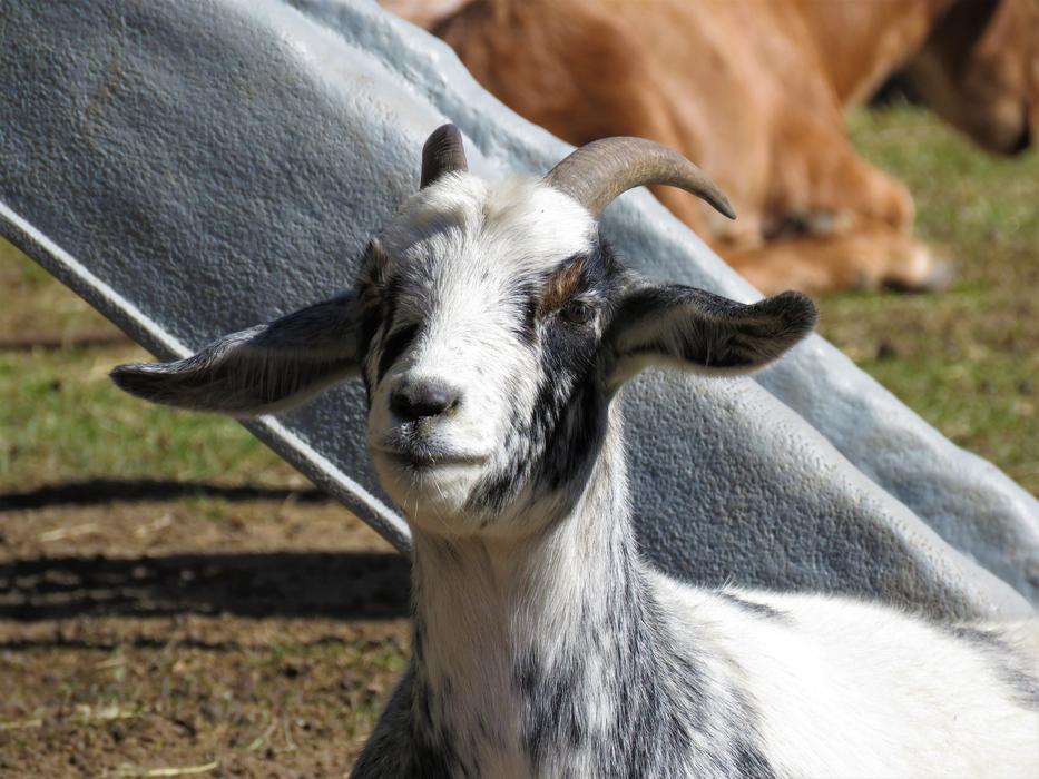 Goat Farm Animal free image download