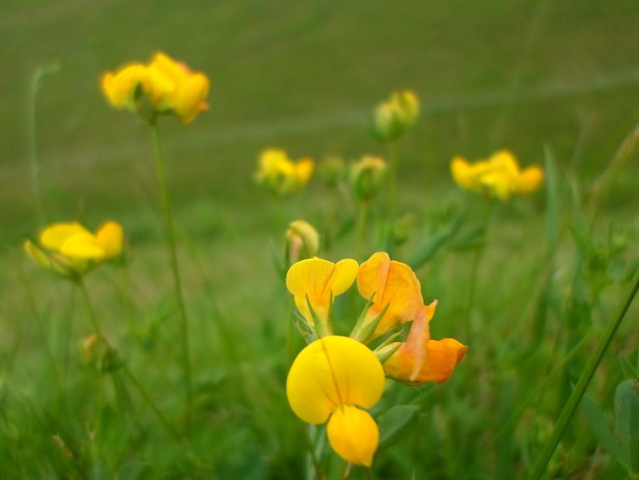 Yellow Flowers on Green grass free image download
