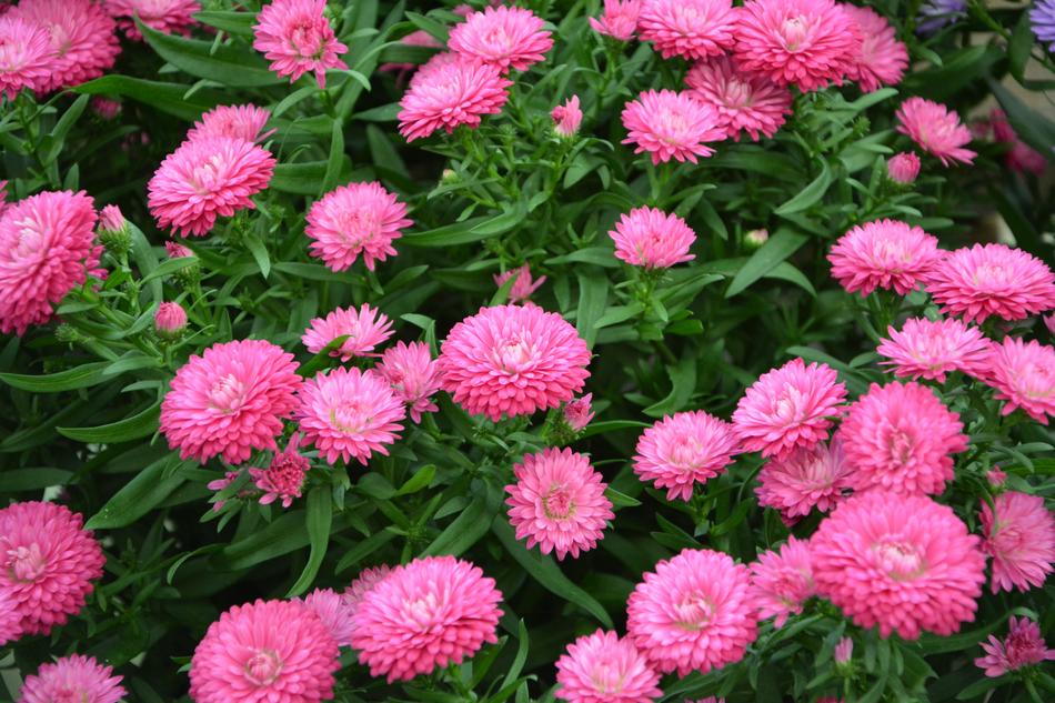Flowers Pink Color free image download