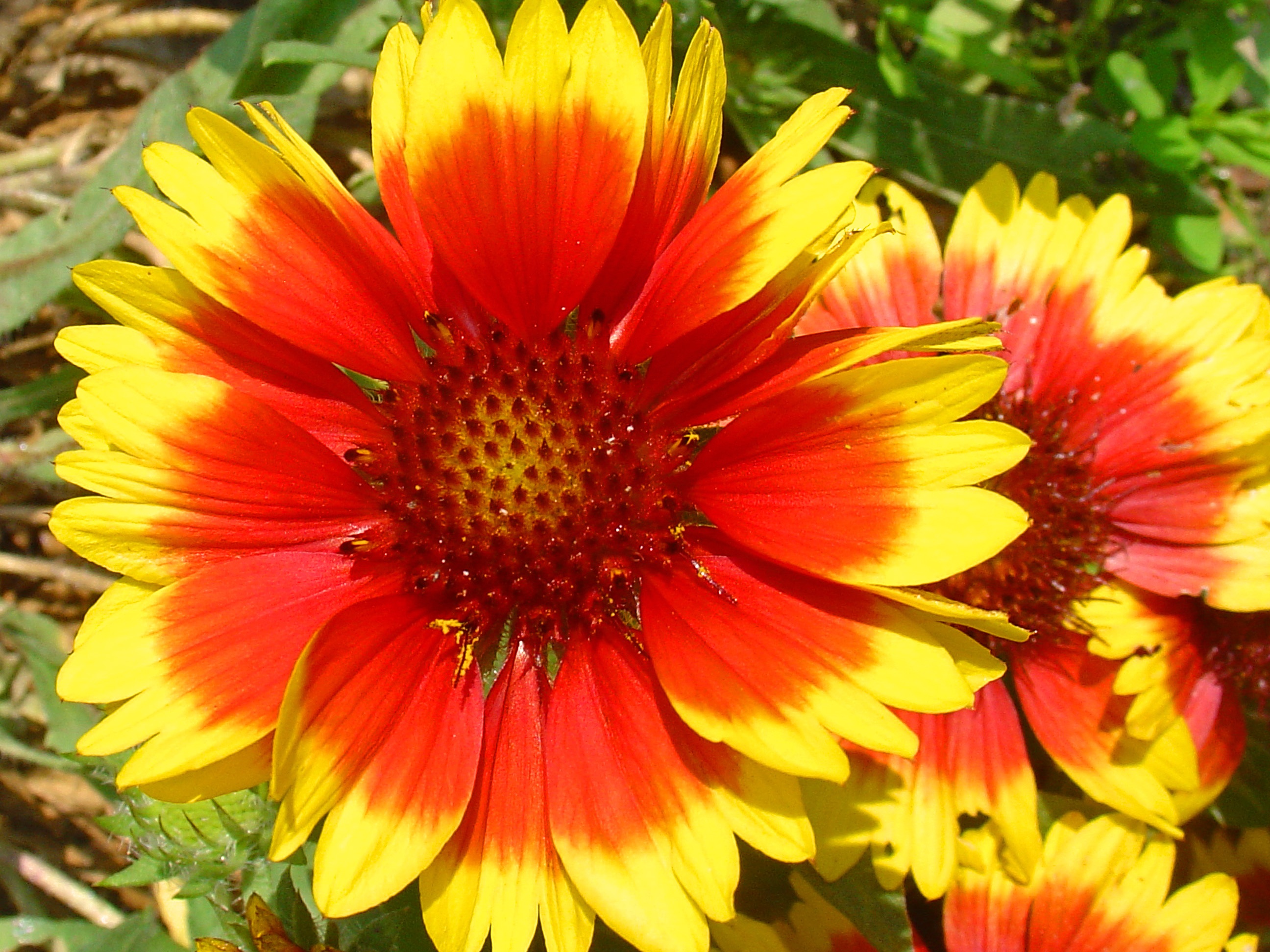 Flowers Red Yellow free image download