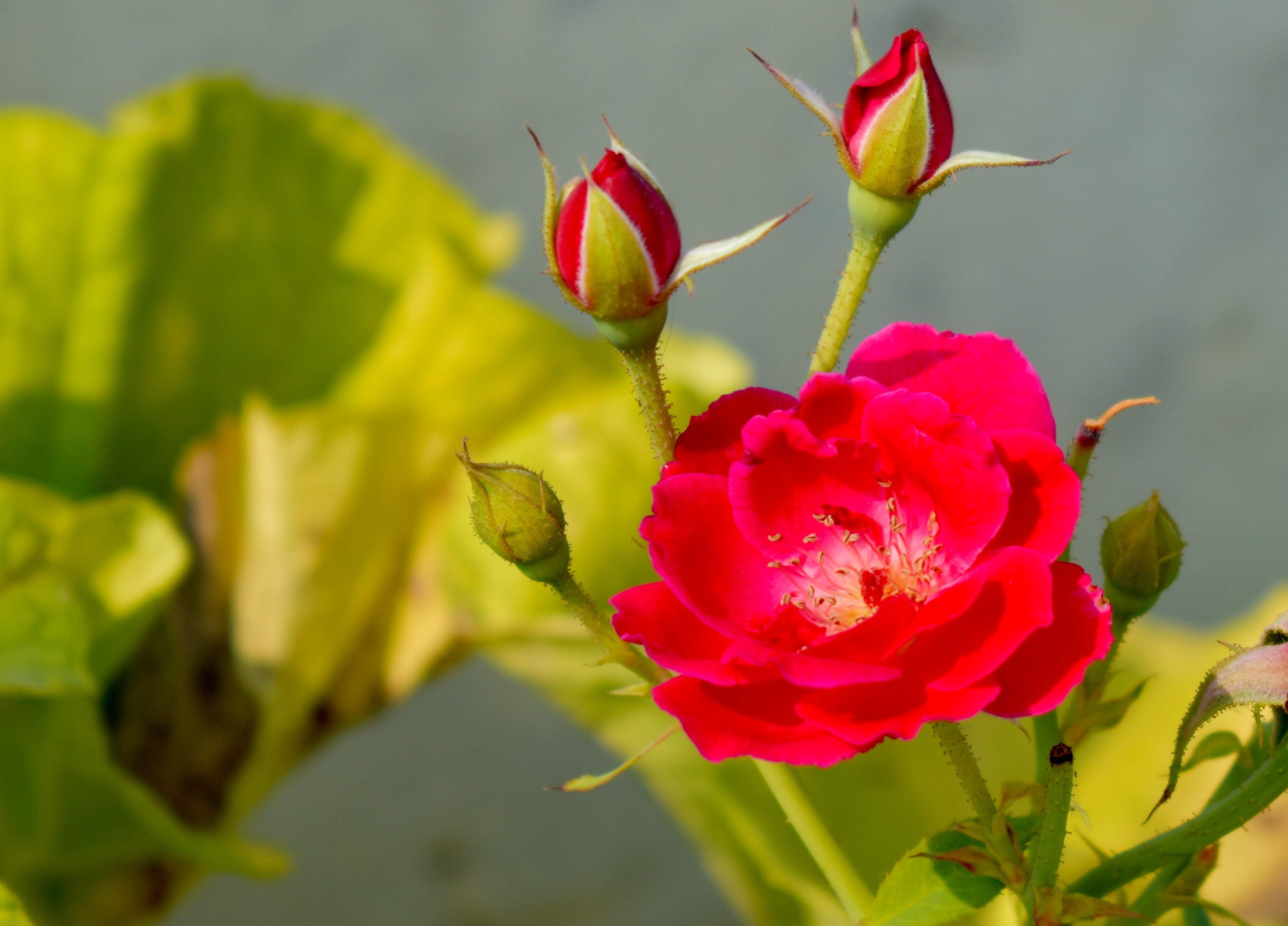 Rose Buds Red free image download
