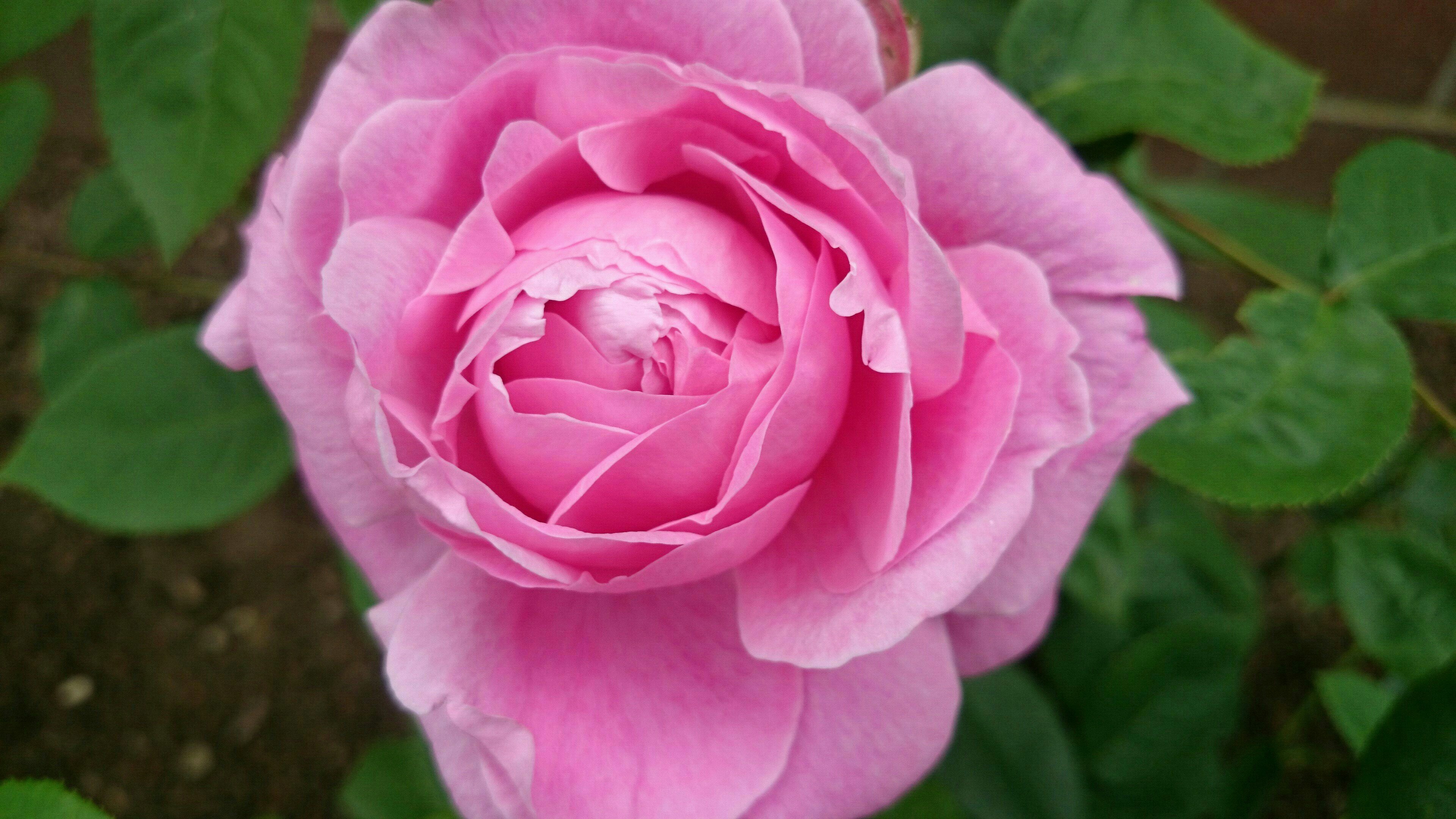 Pink Rose Flower Garden free image download