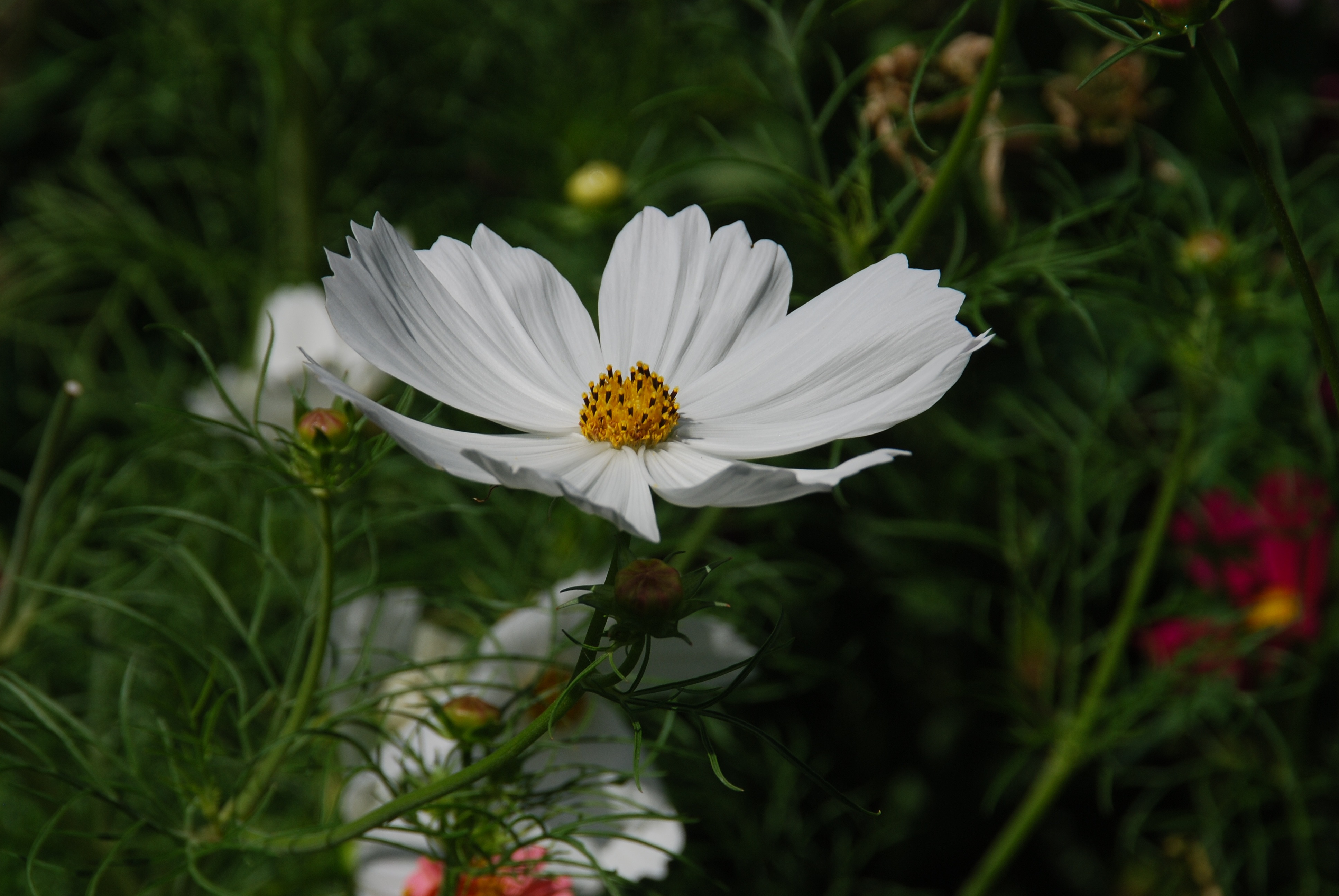 Flower White Cosmos free image download